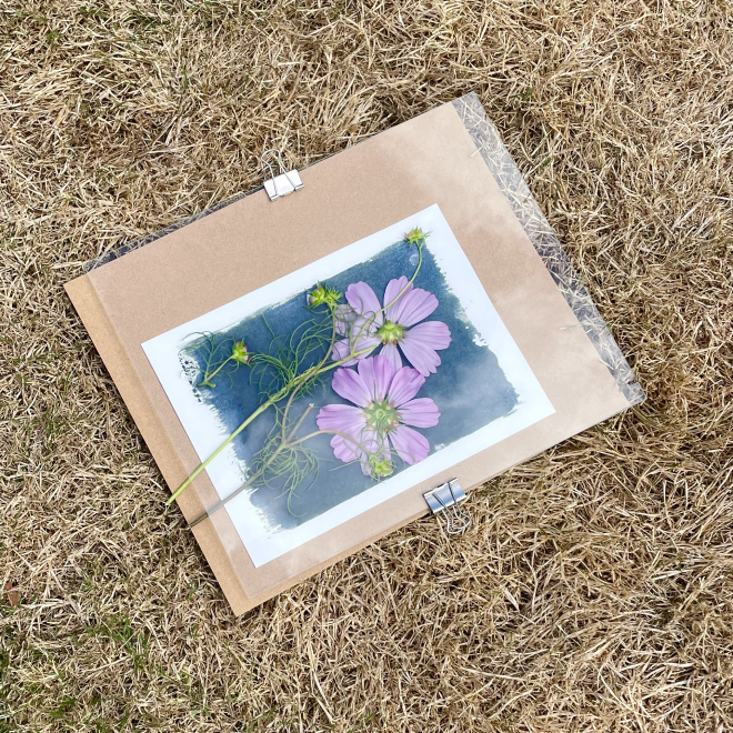 A paper being cyanotyped with pink flowers and green stems resting on a cardboard sheet secured with metal clips, placed on dry grass.