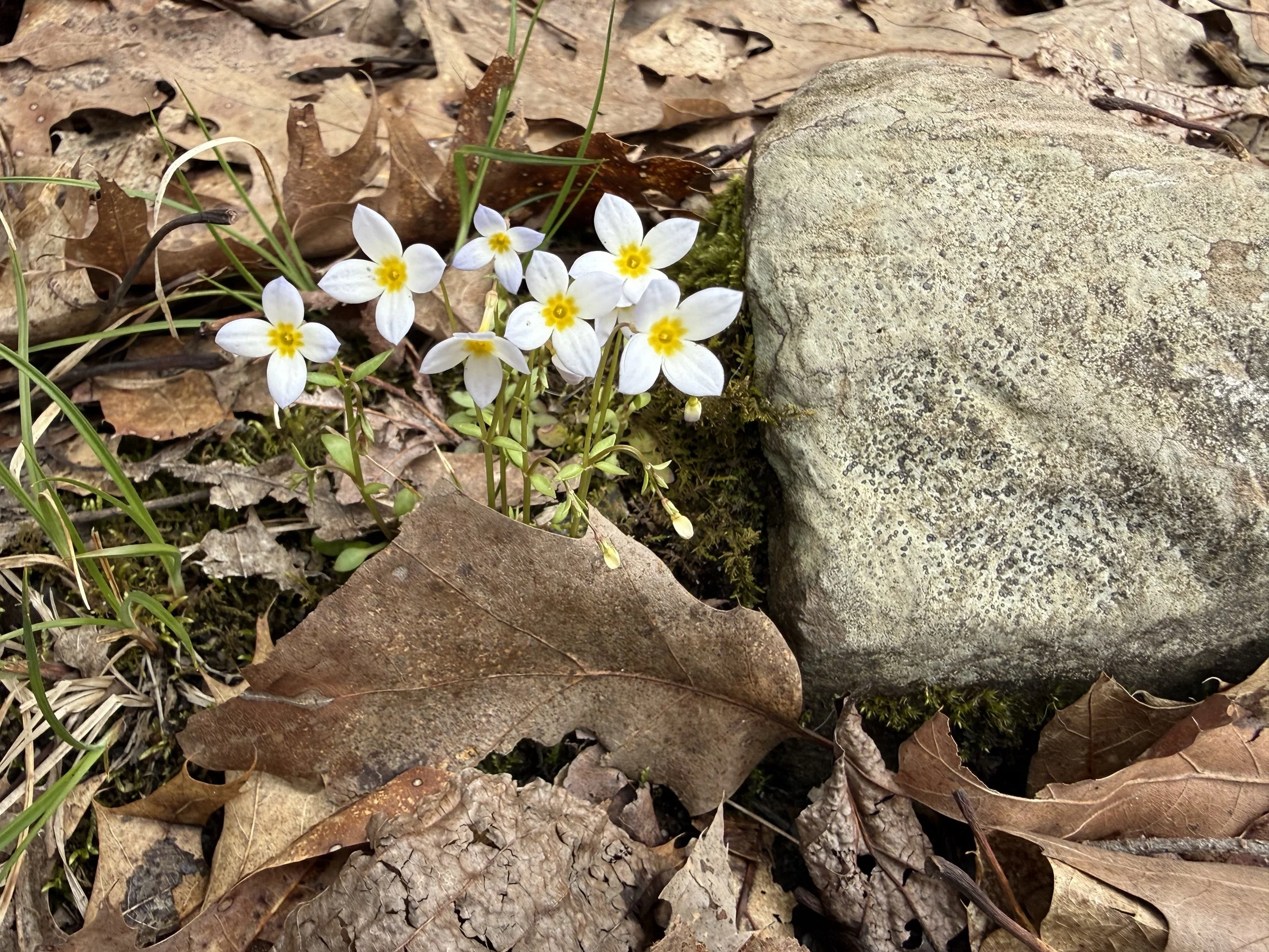SPRING.