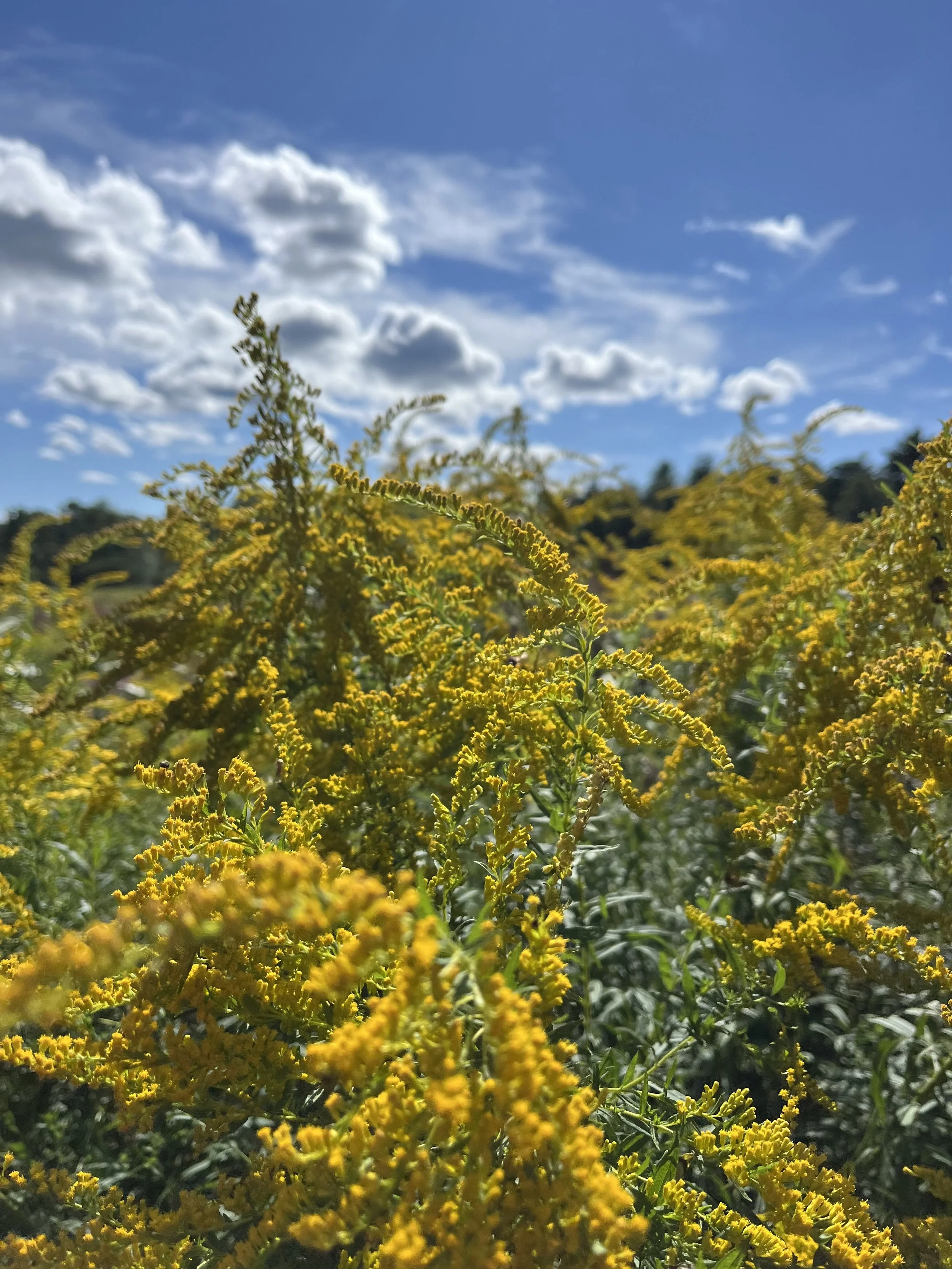 Goldenrod Flower Essence