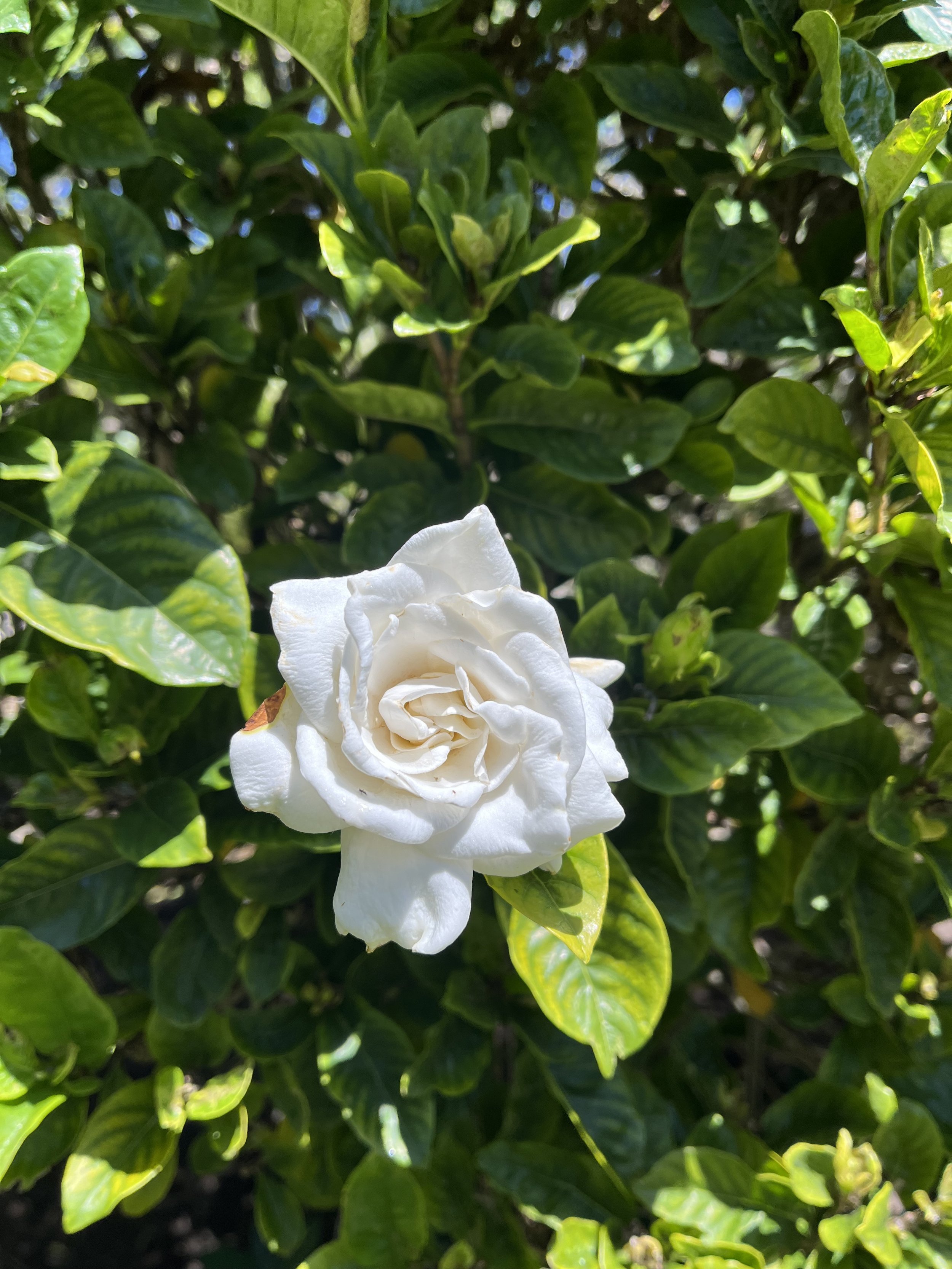 Gardenia Flower Essence