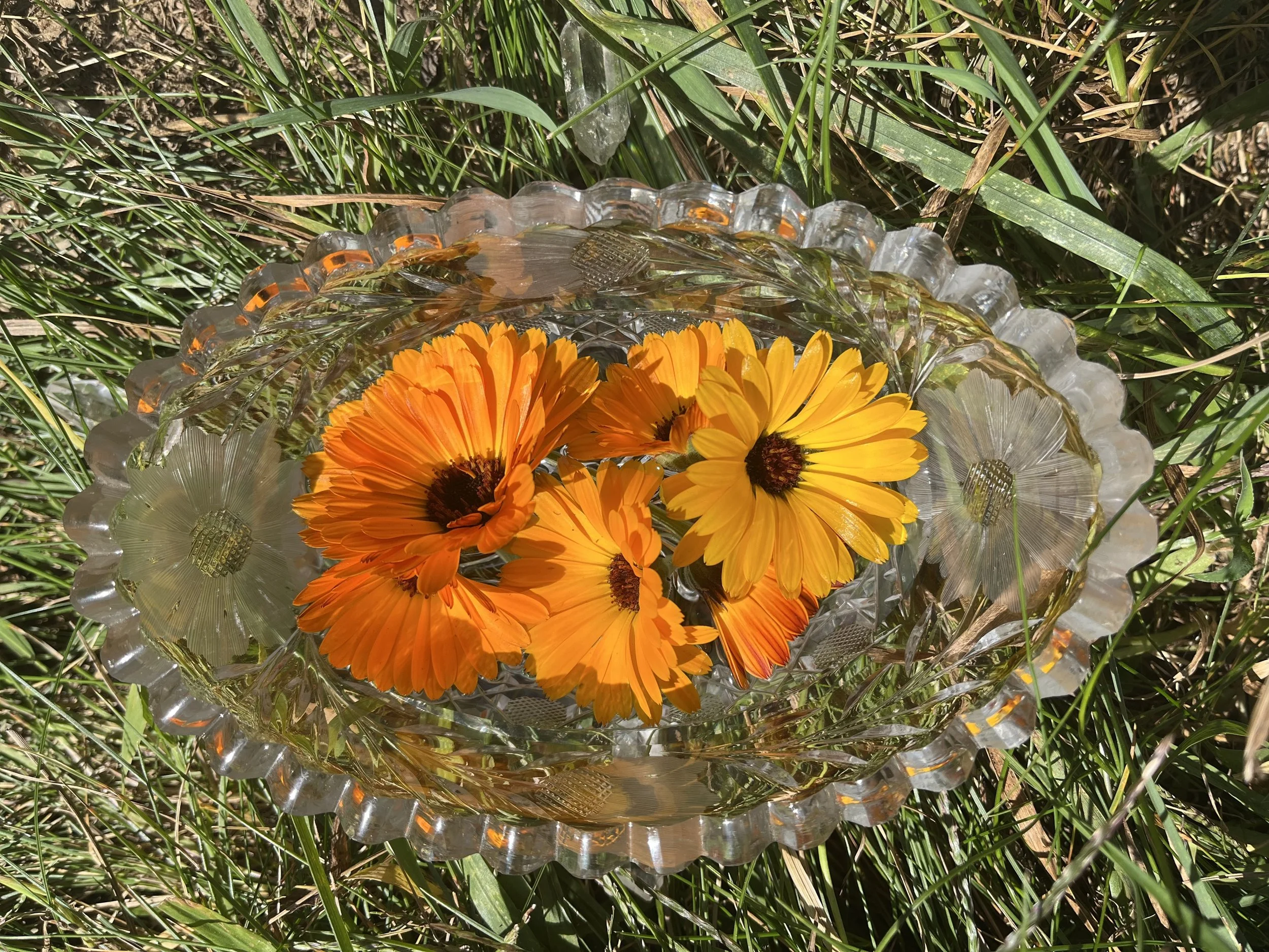 Calendula Flower Essence