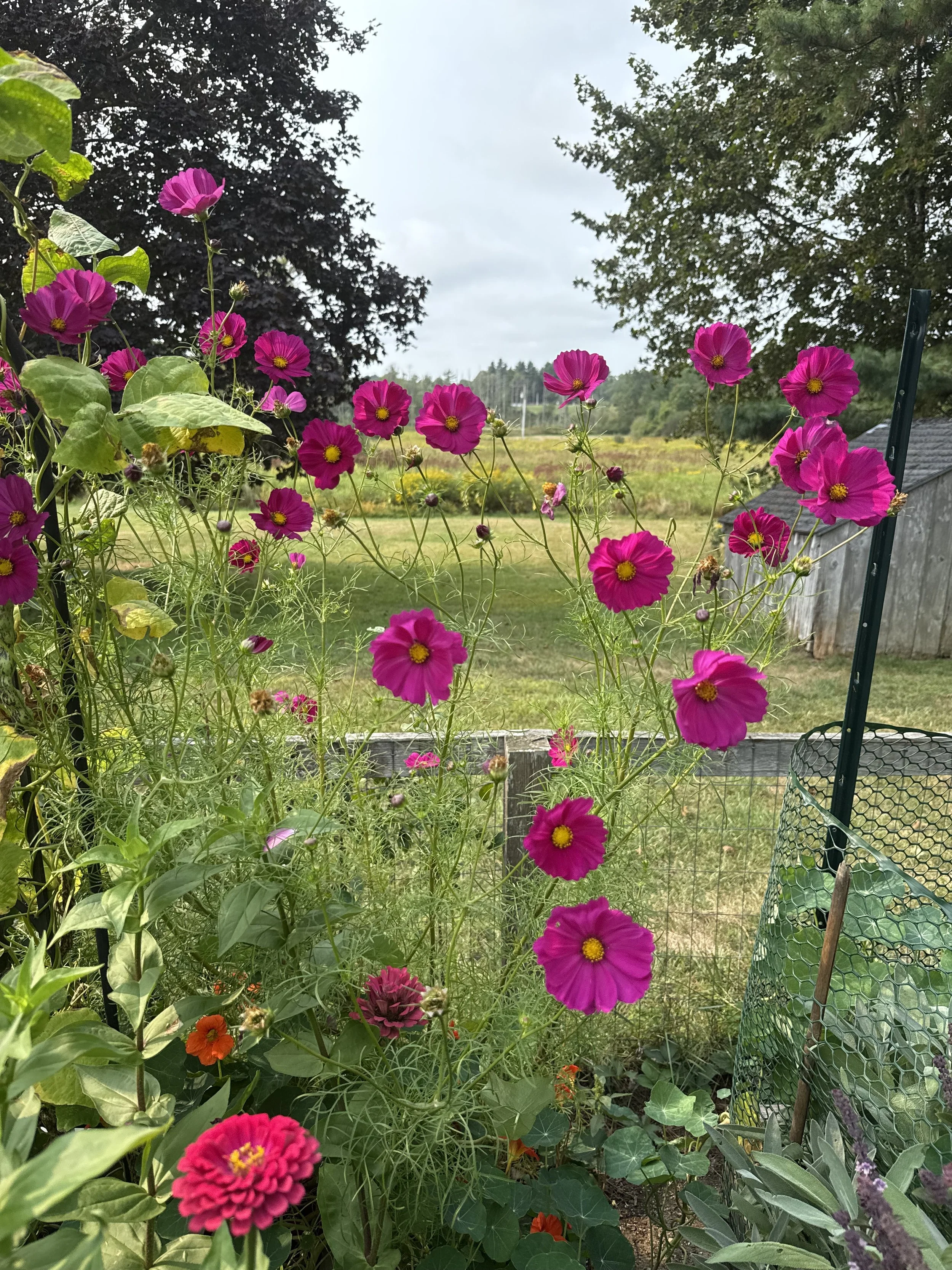 Cosmos Essence