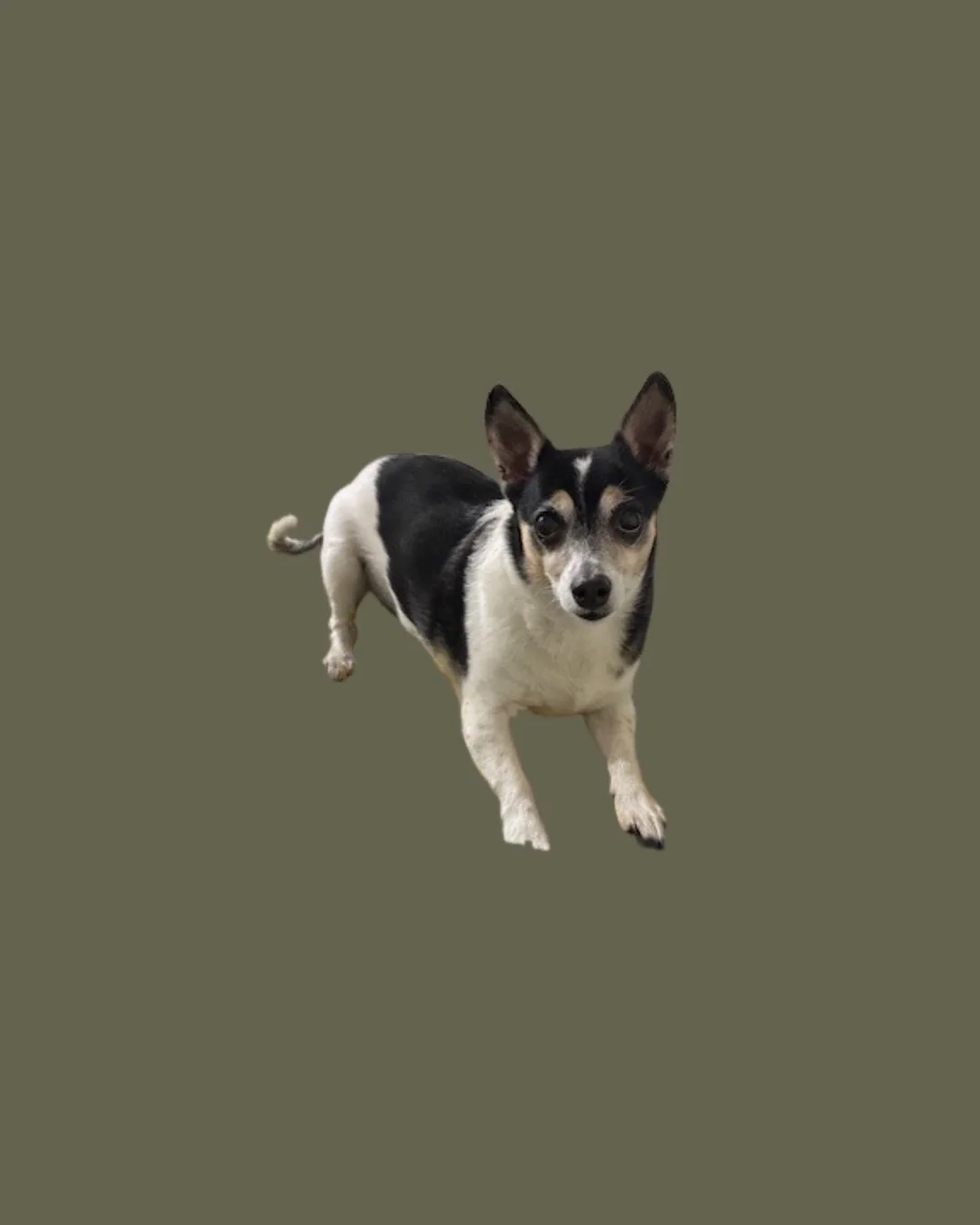 Animal communicator review