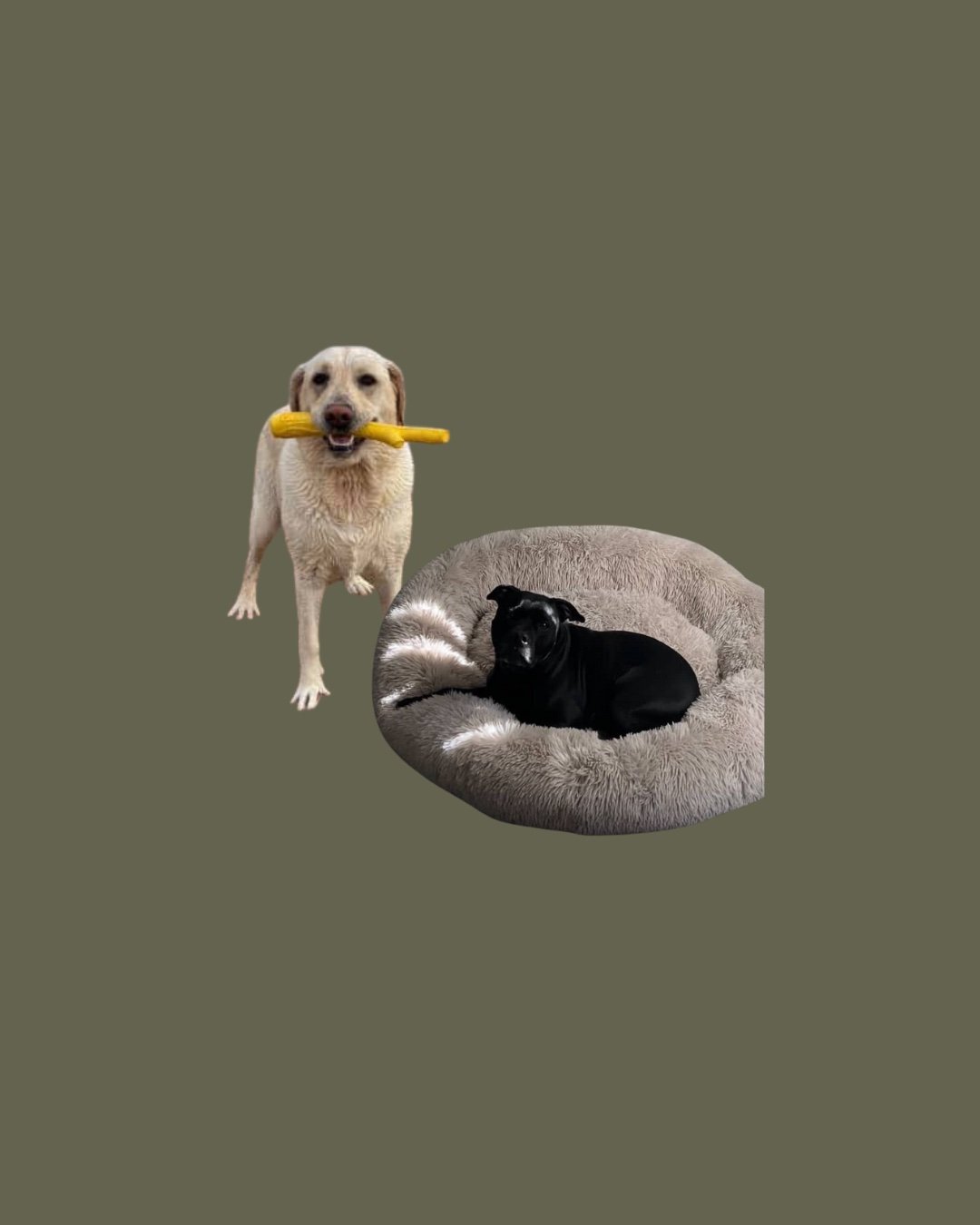 Animal communicator