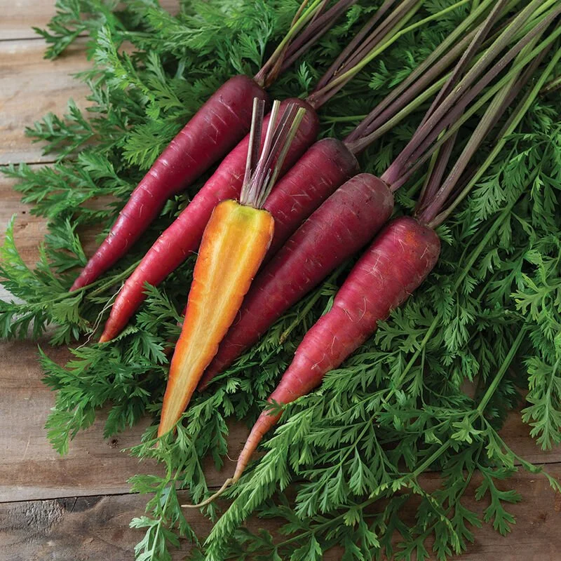 Five brilliant magenta 'Dragon' carrots laying on their greens, with one sliced lengthwise on top, revealing the orange center