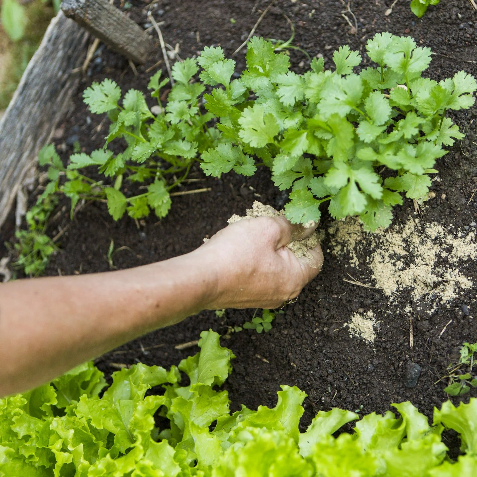The Global Nitrogen Crisis—And How Your Garden Can Be Part of the Solution