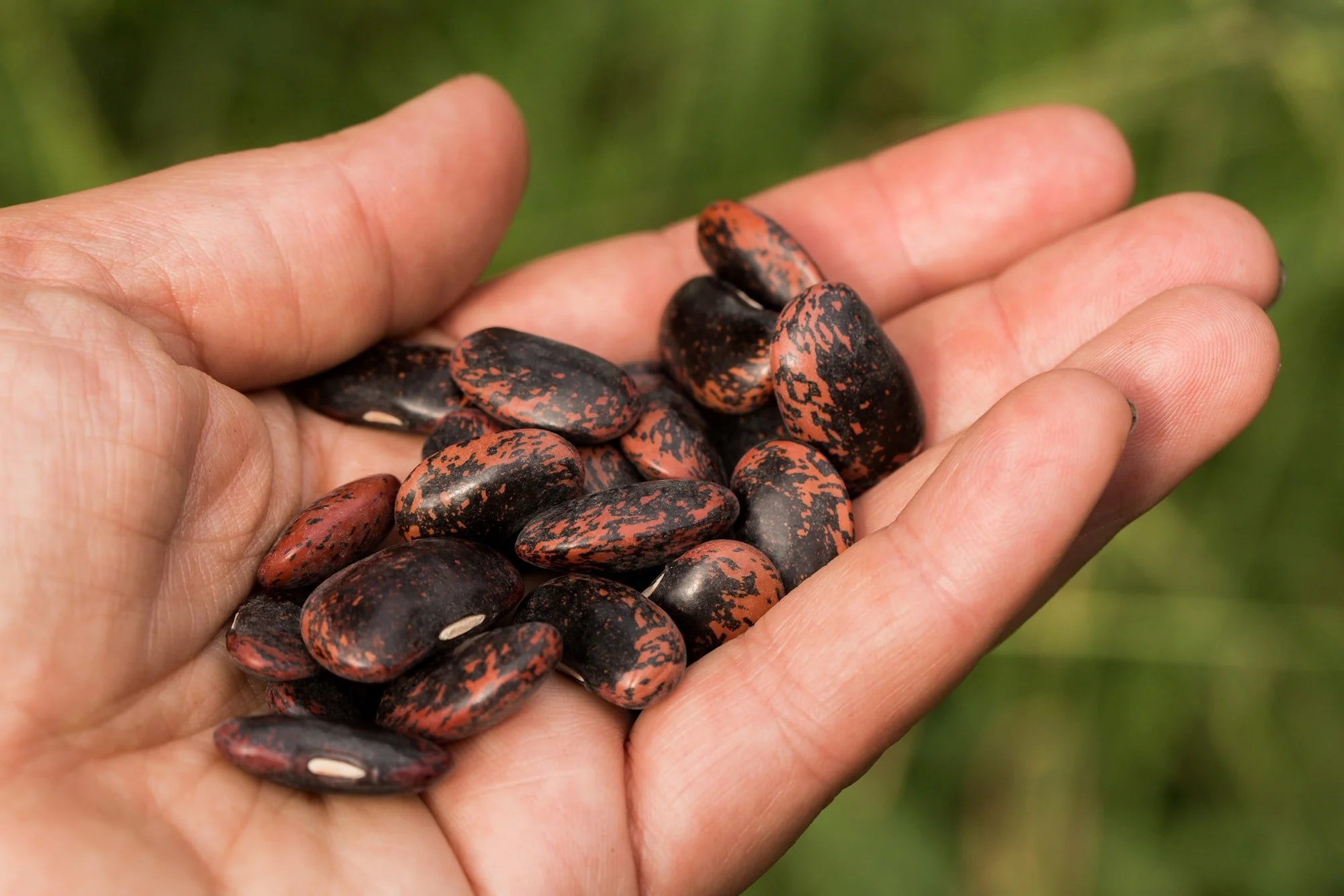 Closeup of brown and black mottled Scarlet Runner bean seeds in a caucasian person's hand