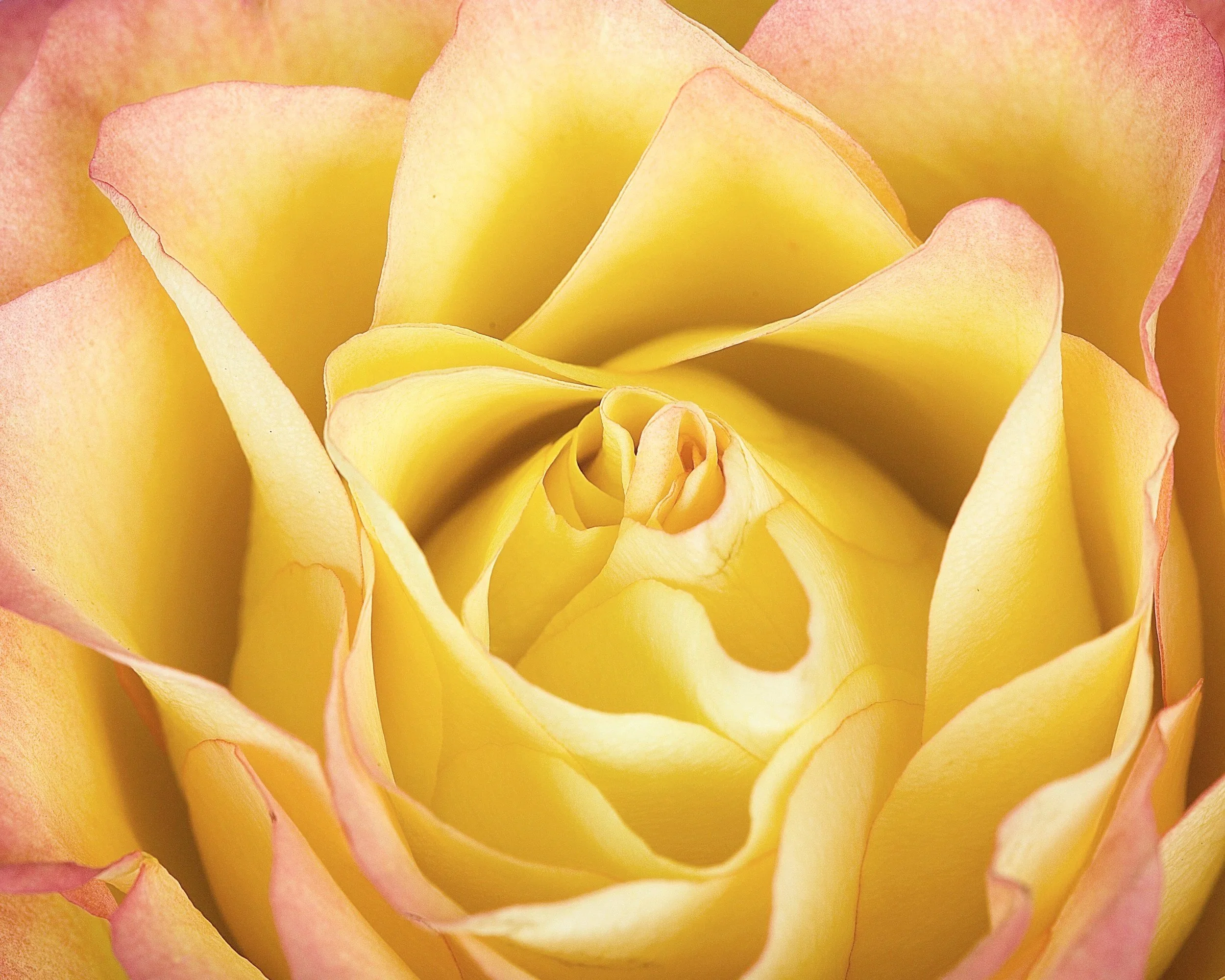 yellow rose blooming | emdr intensives in pennsylvania | pittsburgh philly