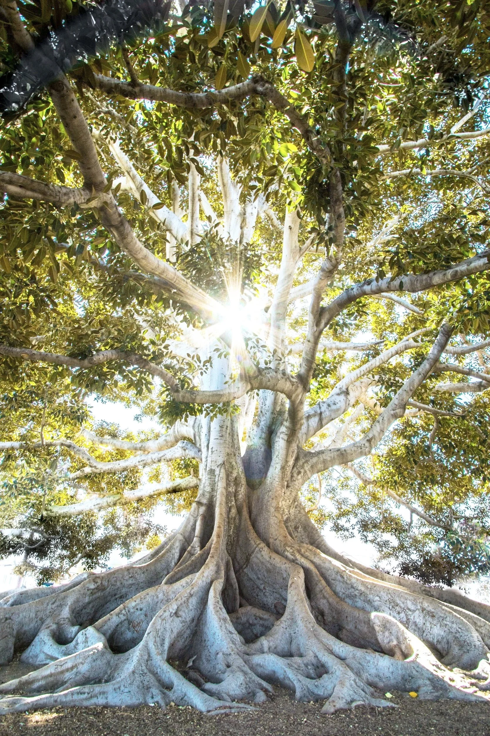 large tree with thick trunk and roots | emdr somatic ifs therapy, bottom-up therapy | pittsburgh philly allentown reading