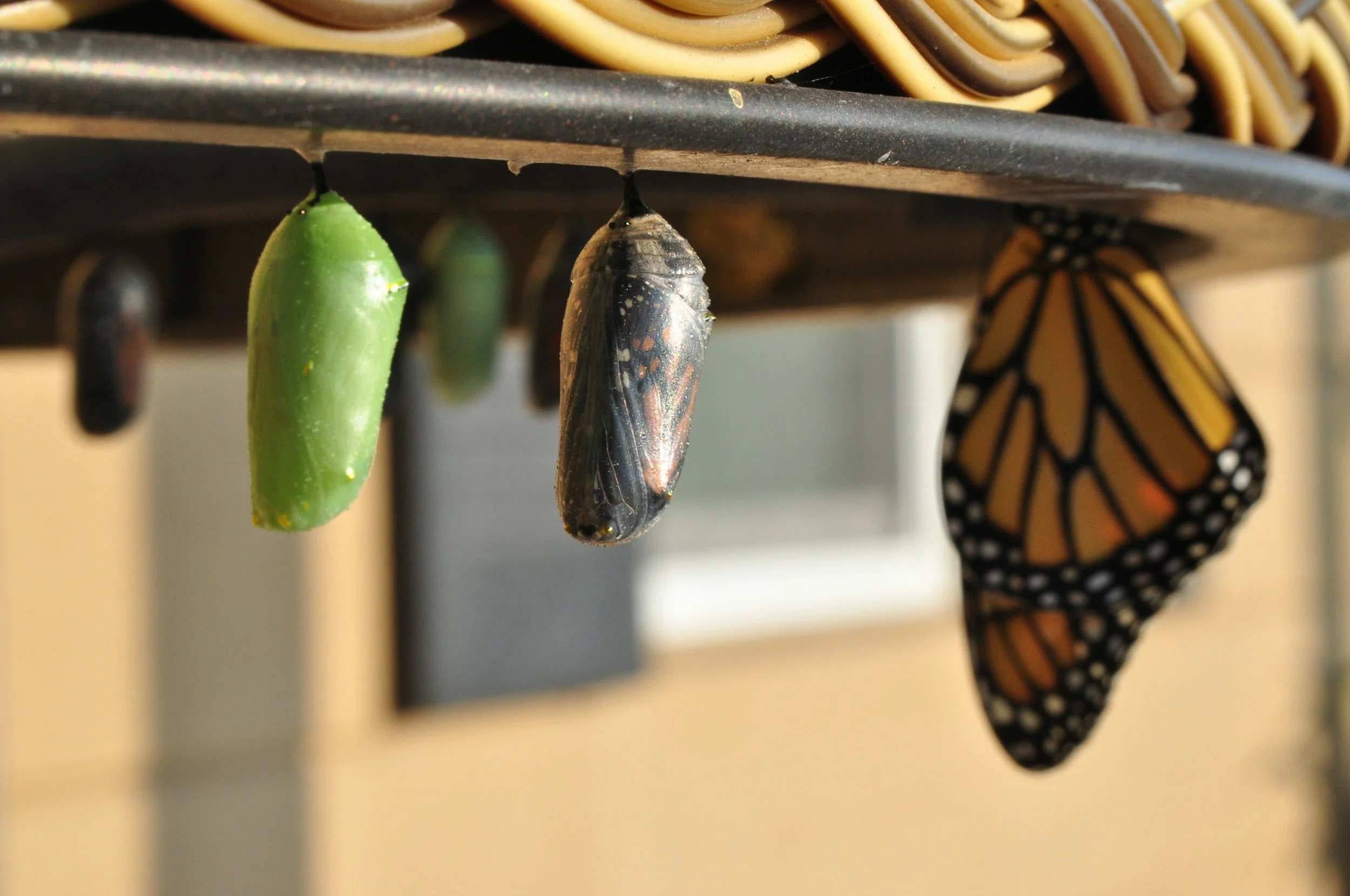 a cocoon next to a fully developed butterfly | EMDR weekend therapy intensive in pittsburgh pa