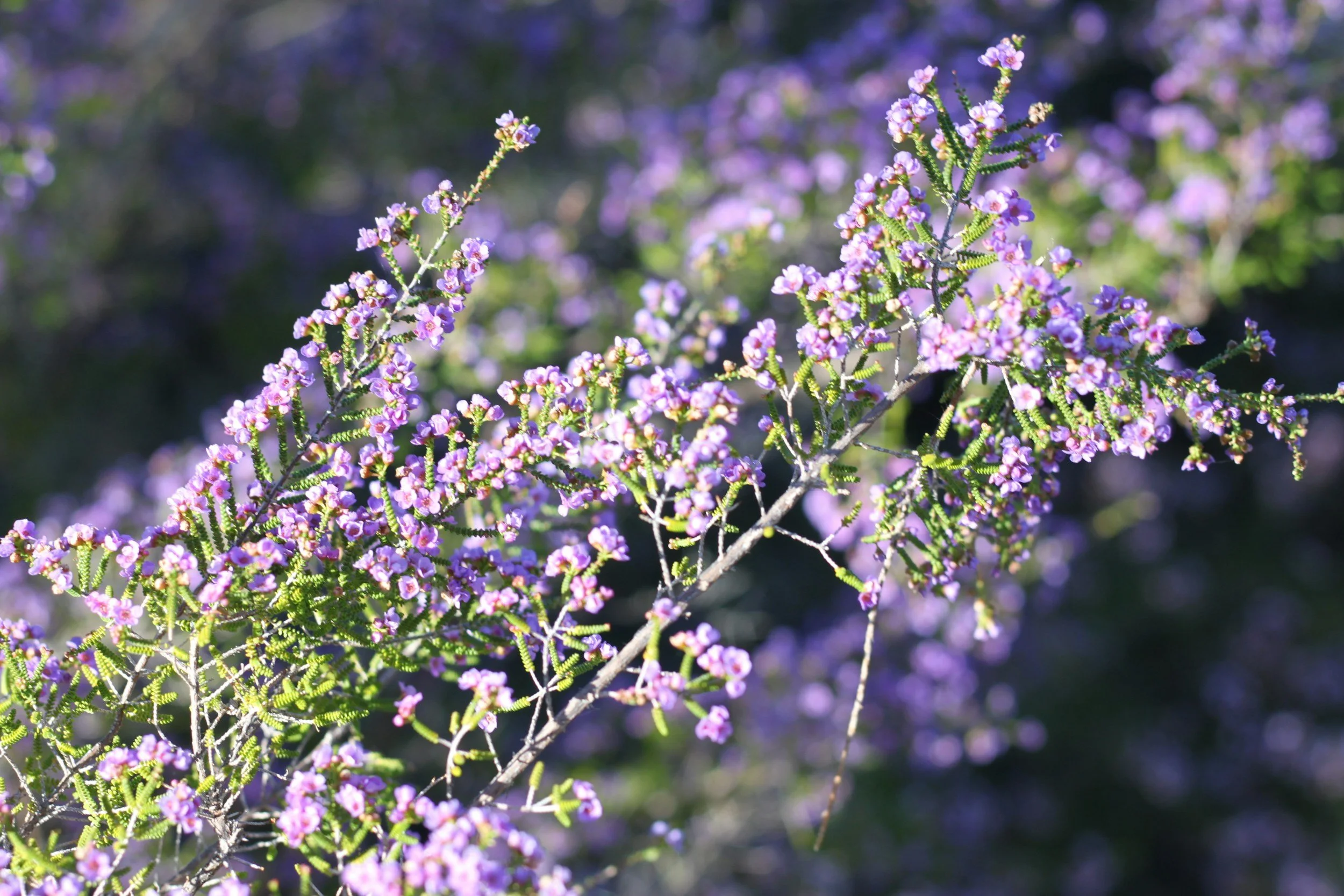 small purple flowers catching sunlight | trauma therapy in pennsylvania and tennessee | pittsburgh philadelphia memphis nashville