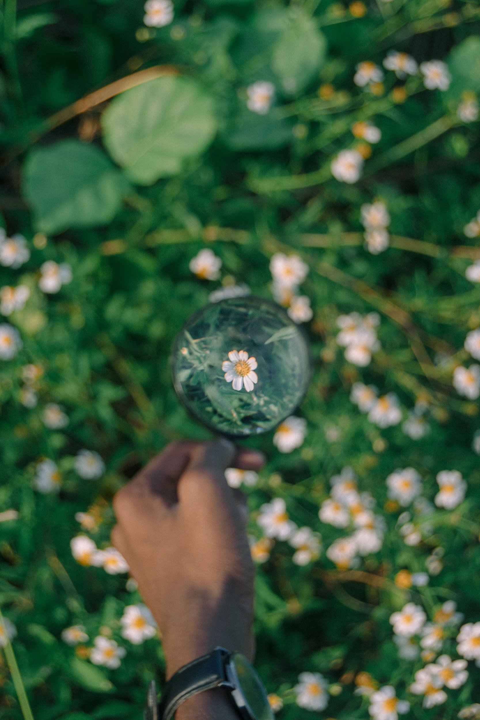magnifying glass over a little white daisy | 90-minute emdr sessions, 2 hour emdr sessions, extended emdr sessions | pennsylvania pittsburgh