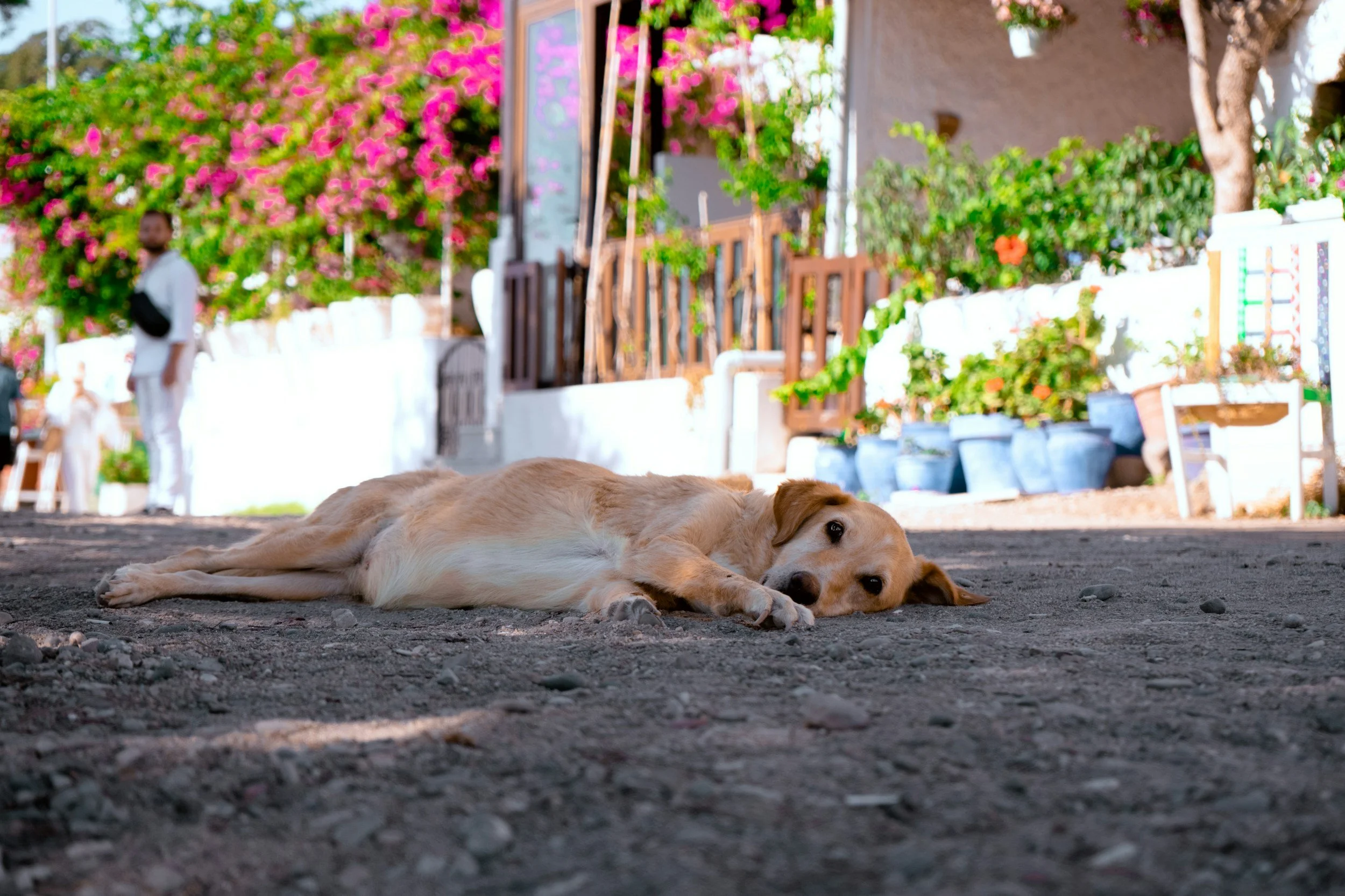 dog laying on the ground in the street | emdr for productivity guilt, over-functioning, anxiety