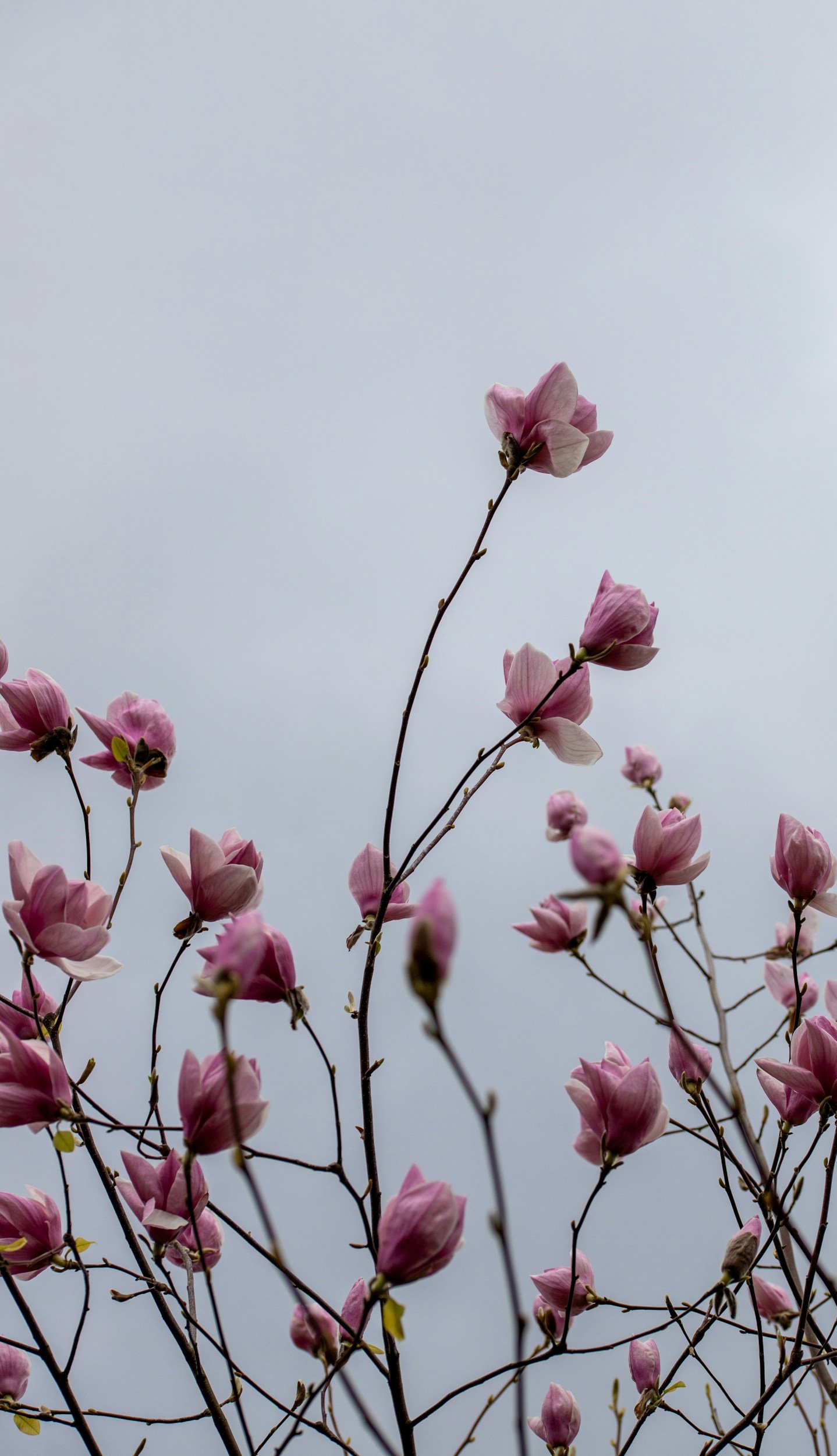 blooming tree with overcast sky | seasonal anxiety pennsylvania