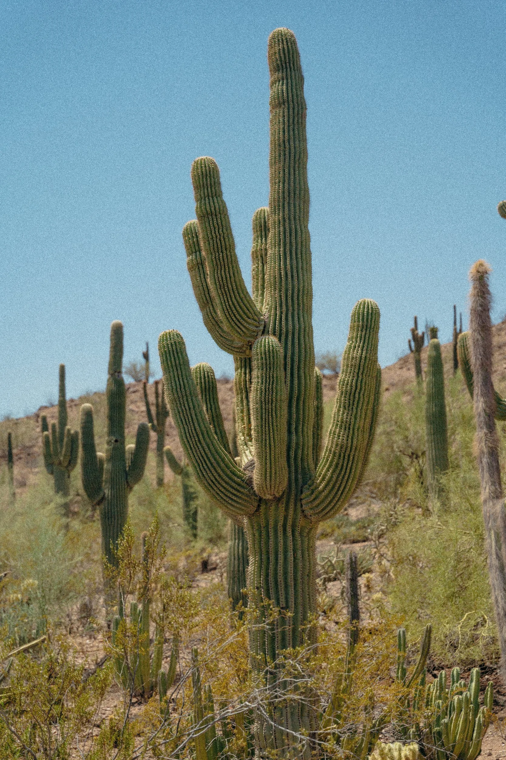 tall cactus with other cacti in background | high standards trauma response | pennsylvania tennessee