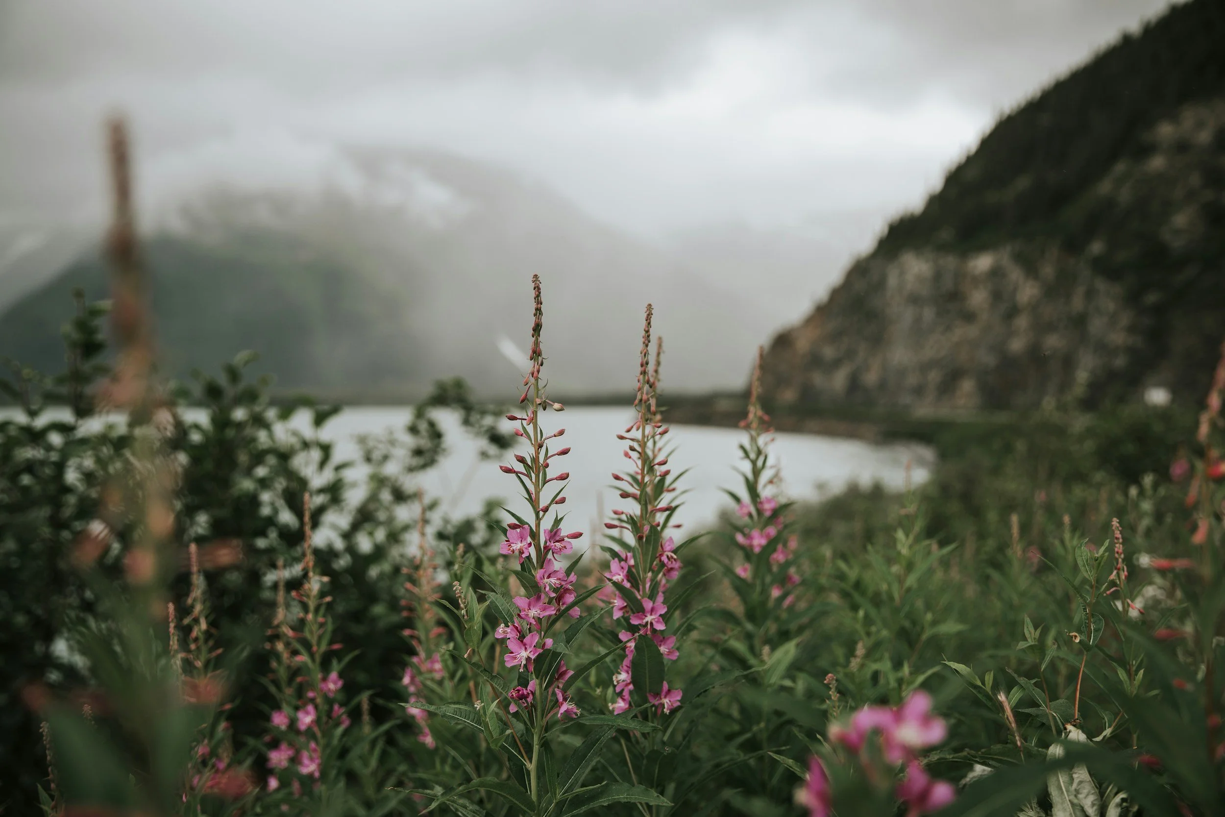 fireweed with lake and mountain | somatic symptoms therapy | pennsylvania tennessee