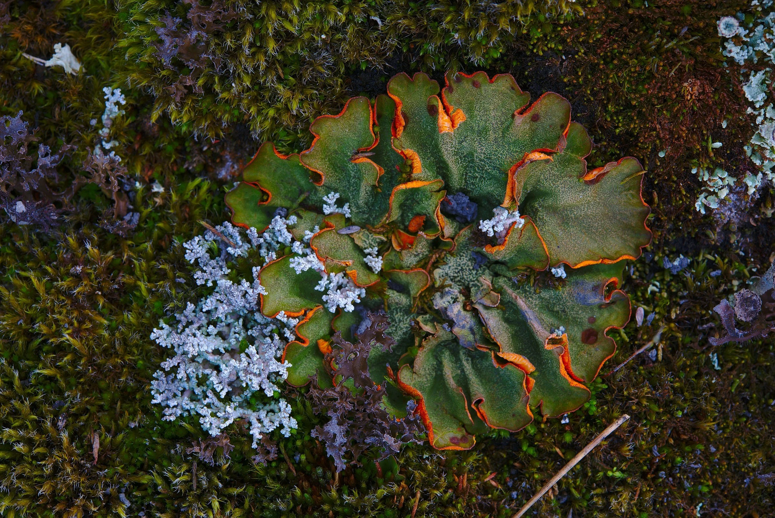 lichen, moss | what do I do when I'm avoiding therapy | | pennsylvania tennessee