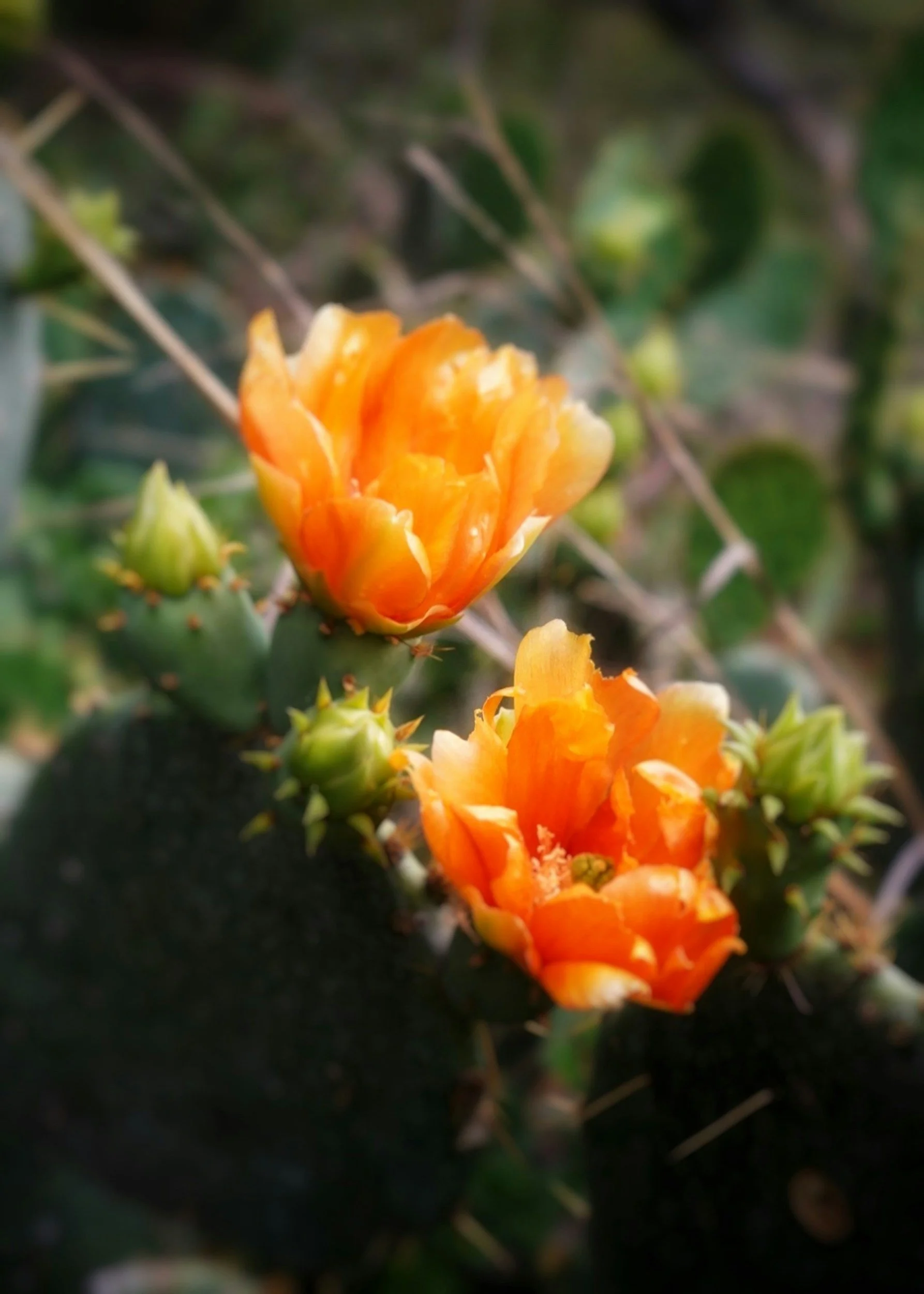 orange desert flower | summer self care and therapy intensives | pittsburgh pennsylvania | memphis tennessee