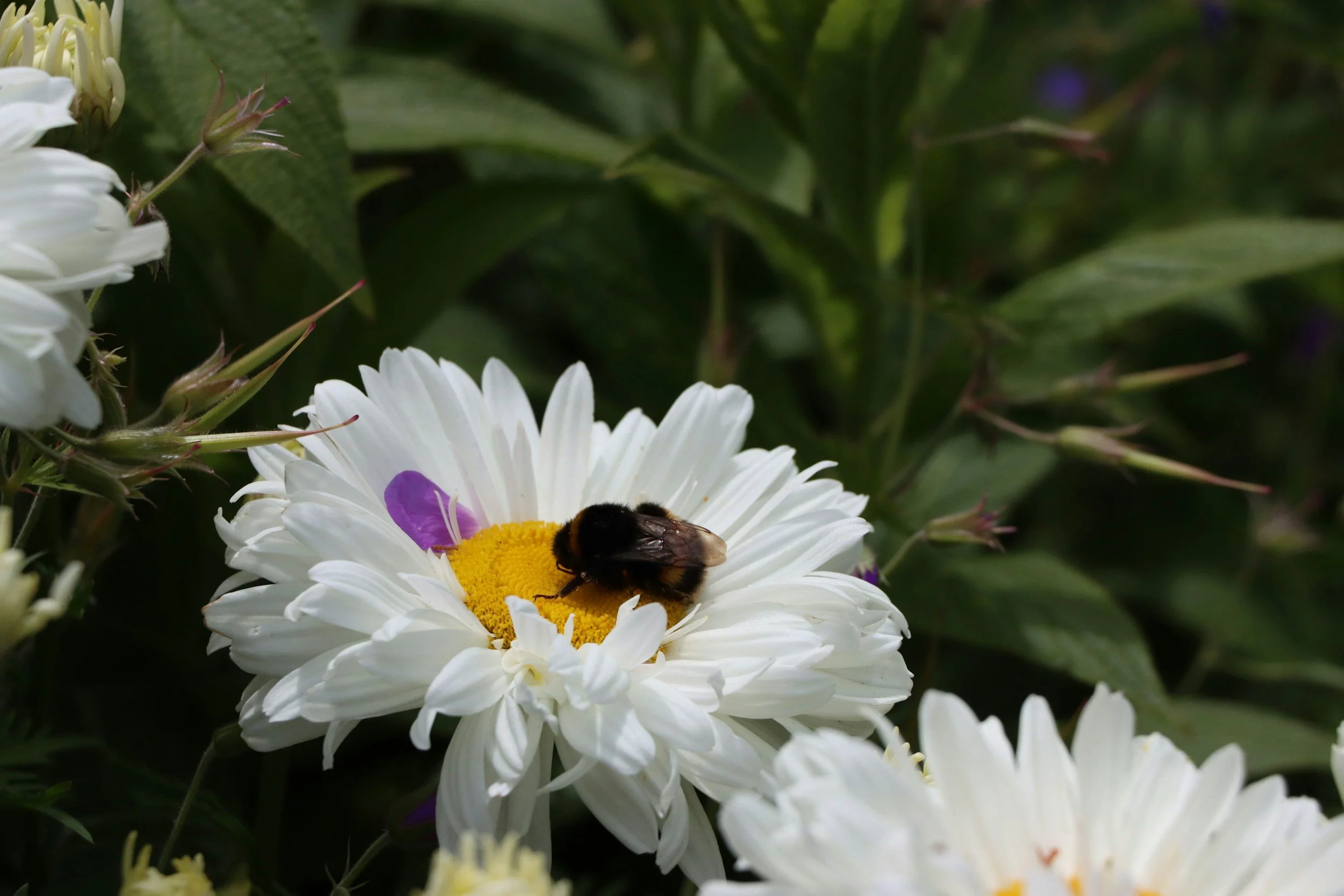 bee sleeping on a daisy | summer self care and therapy intensives | pittsburgh pennsylvania | memphis tennessee