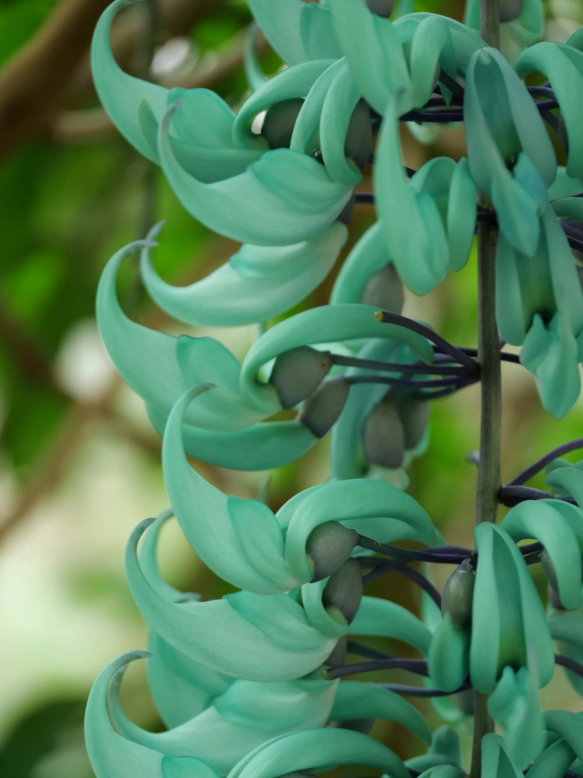 jade vine | therapy for boundaries and communication | pennsylvania tennessee