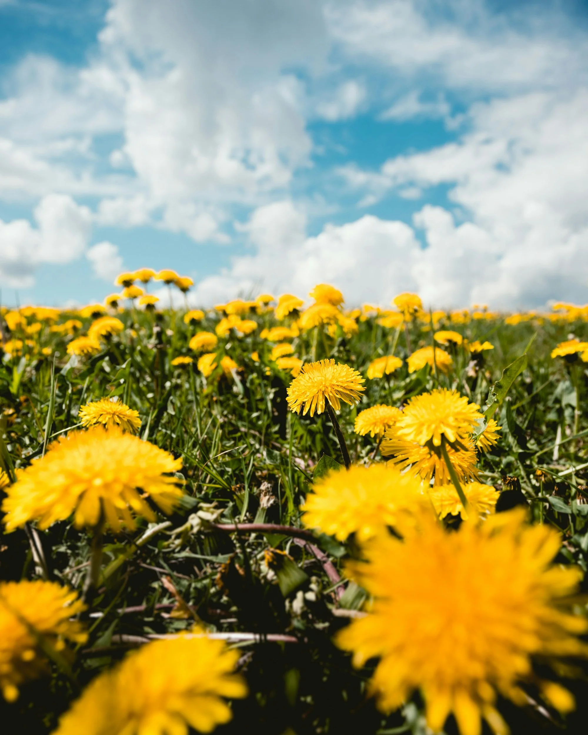 dandelions under a cloudy blue sky | therapy intensives in pennsylvania and tennessee | therapy intensives in pittsburgh and memphis