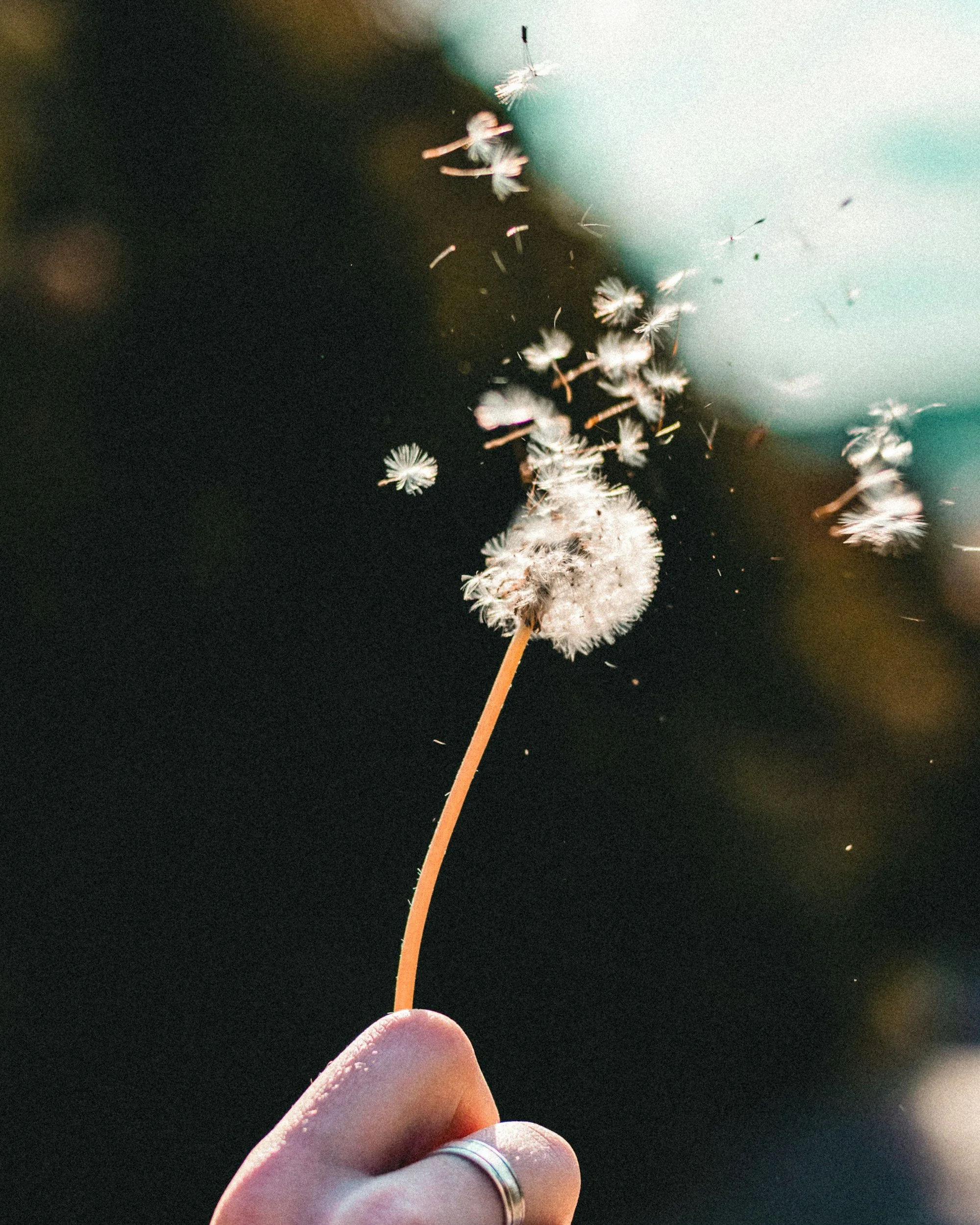dandelion letting go | therapy intensives in pennsylvania and tennessee | therapy intensives in pittsburgh and memphis
