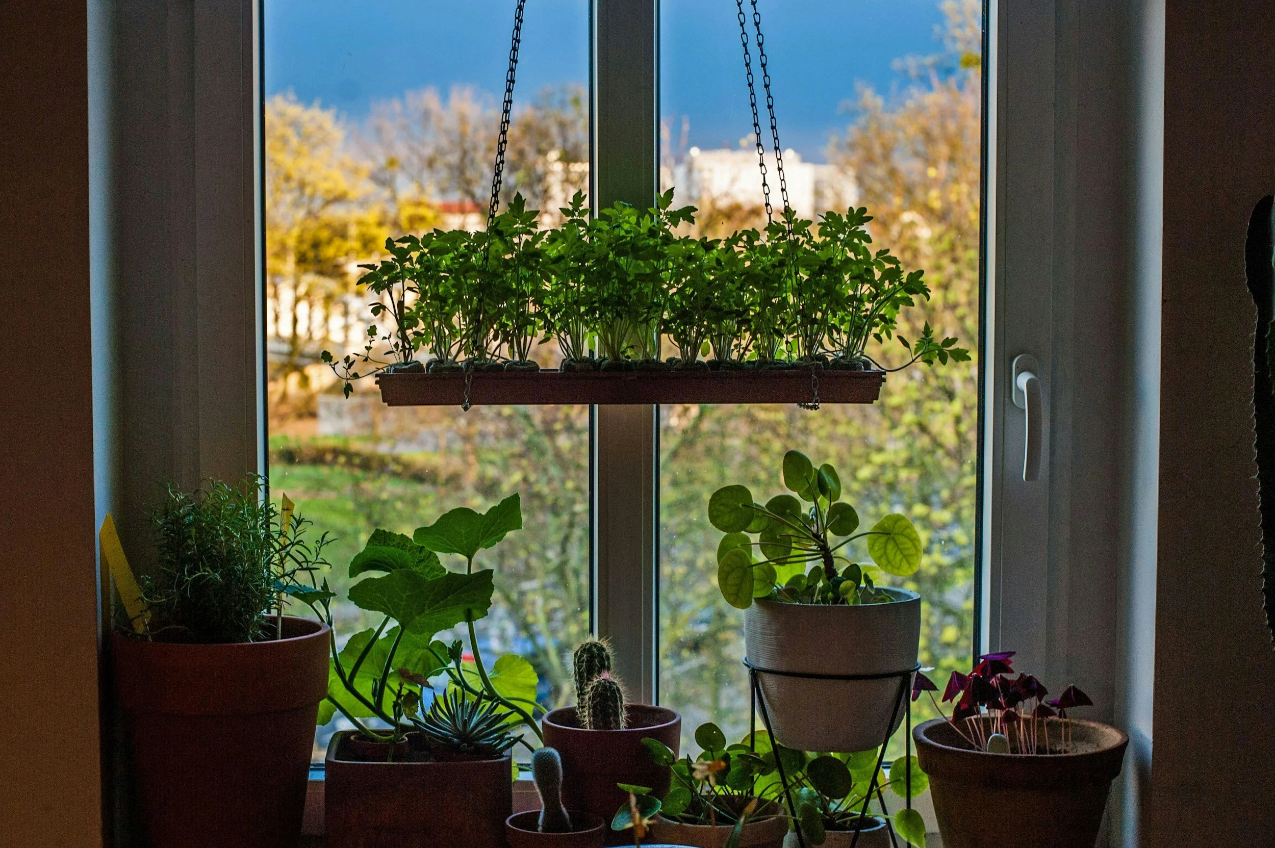 plants in windowsill | virtual trauma therapy in memphis pittsburgh | pennsylvania tennessee