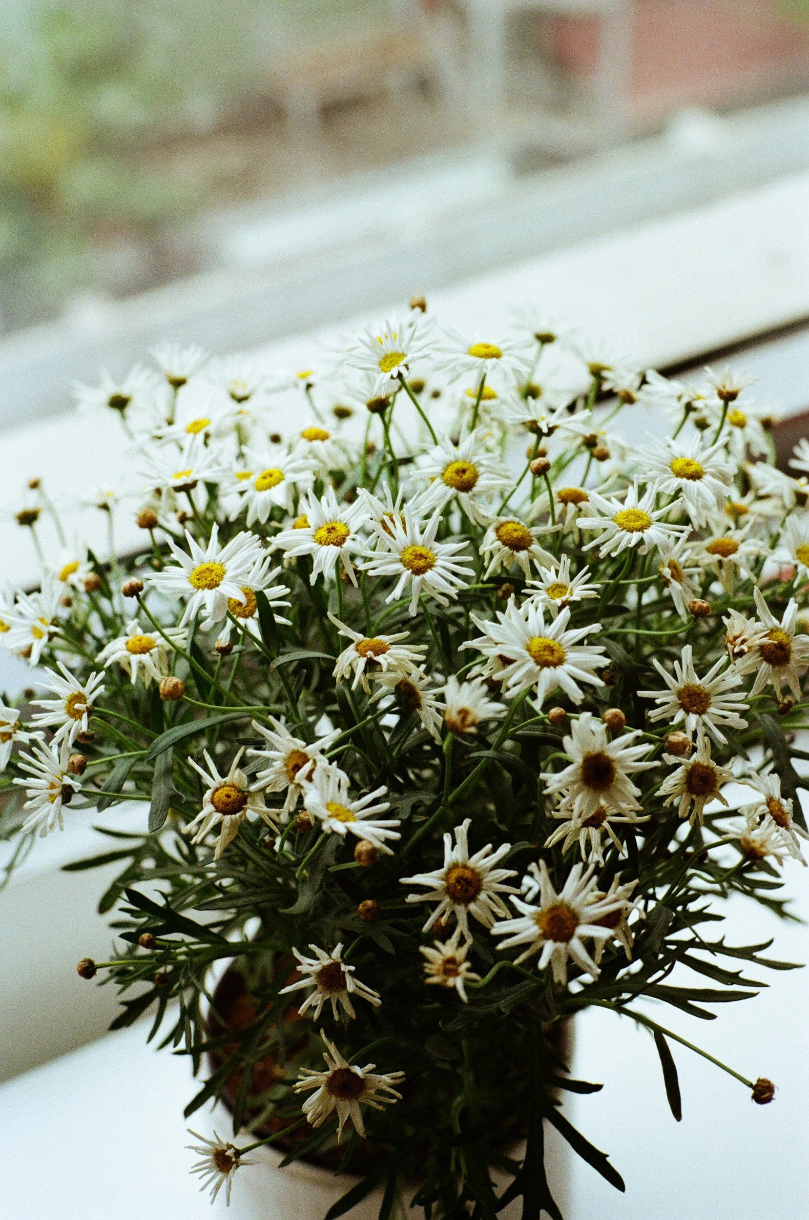 white flowers in windowsill | virtual trauma therapy in memphis pittsburgh | pennsylvania tennessee