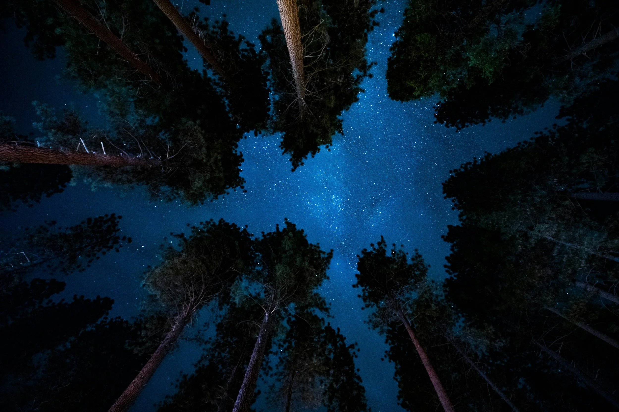 redwood trees at night | avoidant attachment trauma healing | pittsburgh philly pa | memphis knoxville tn