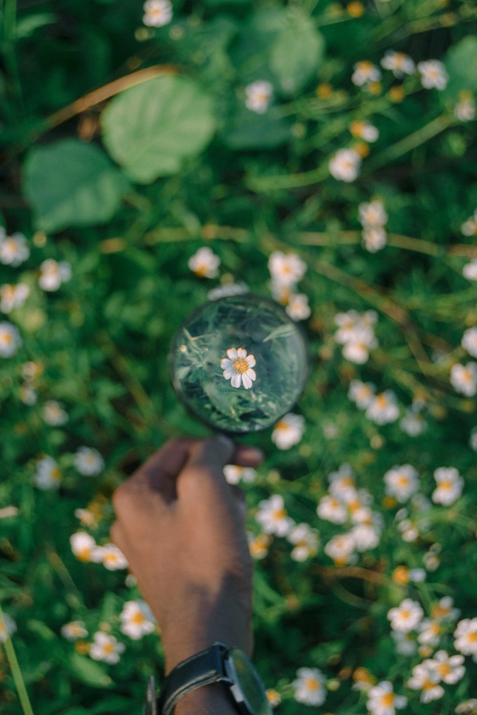 magnifying glass over a daisy | emdr intensive online pa tn