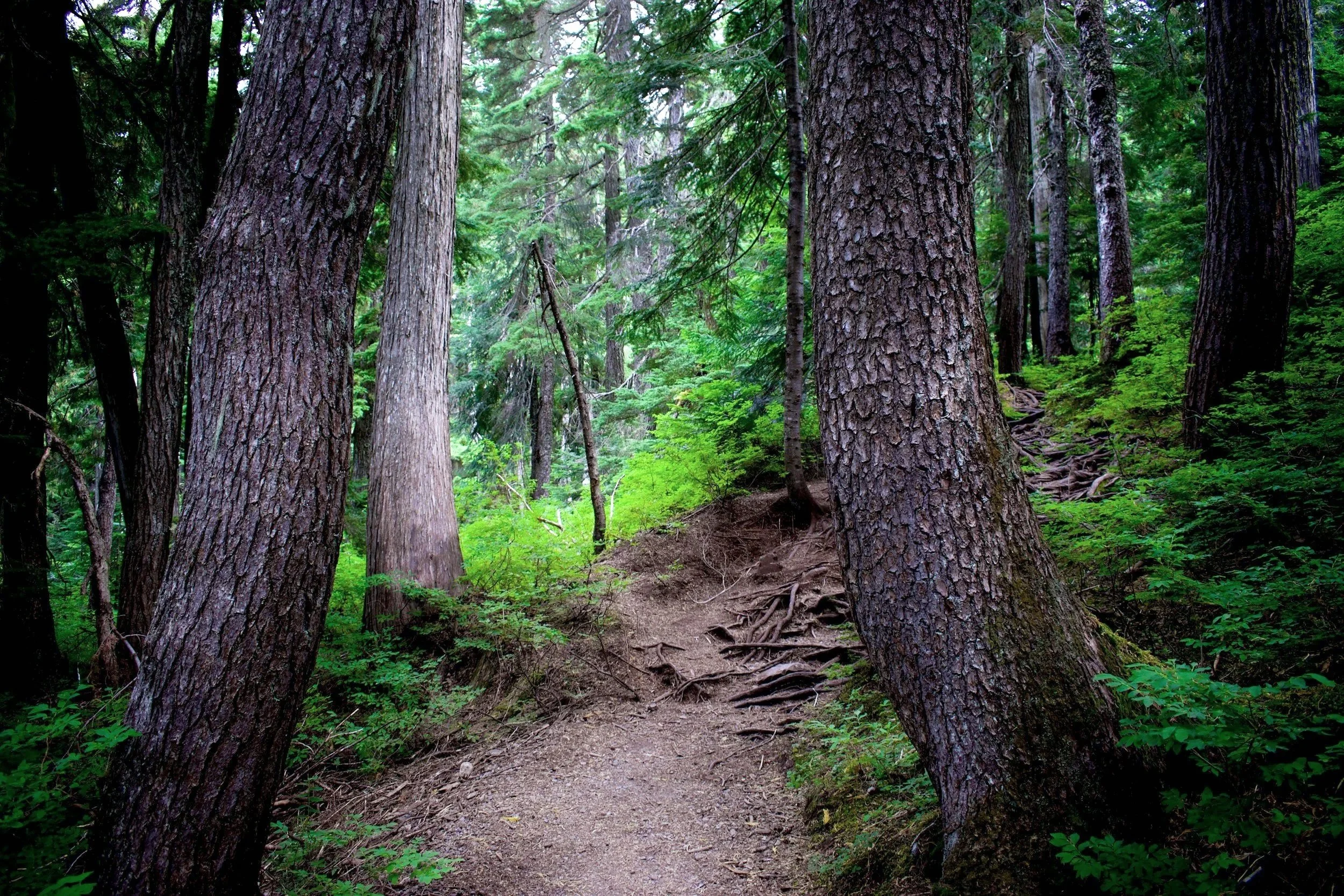 path wandering through forest | somatic ifs emdr therapy | pittsburgh philly allentown reading