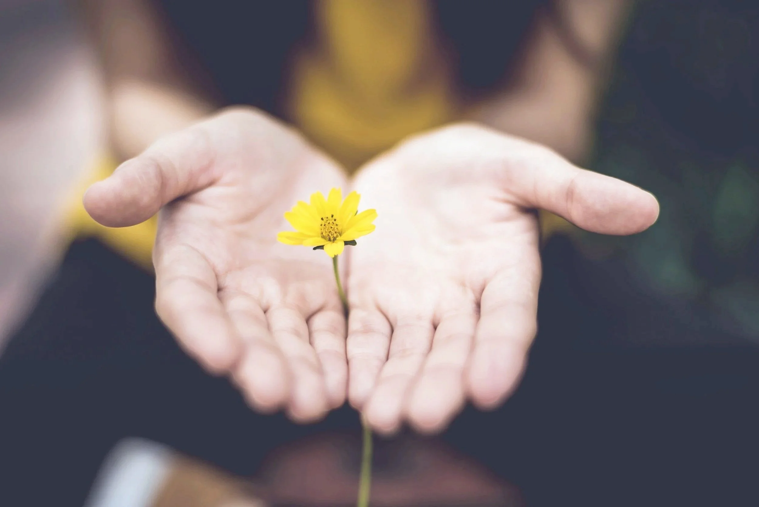 palms holding flower open | emdr therapy in pennsylvania | pittsburgh philly