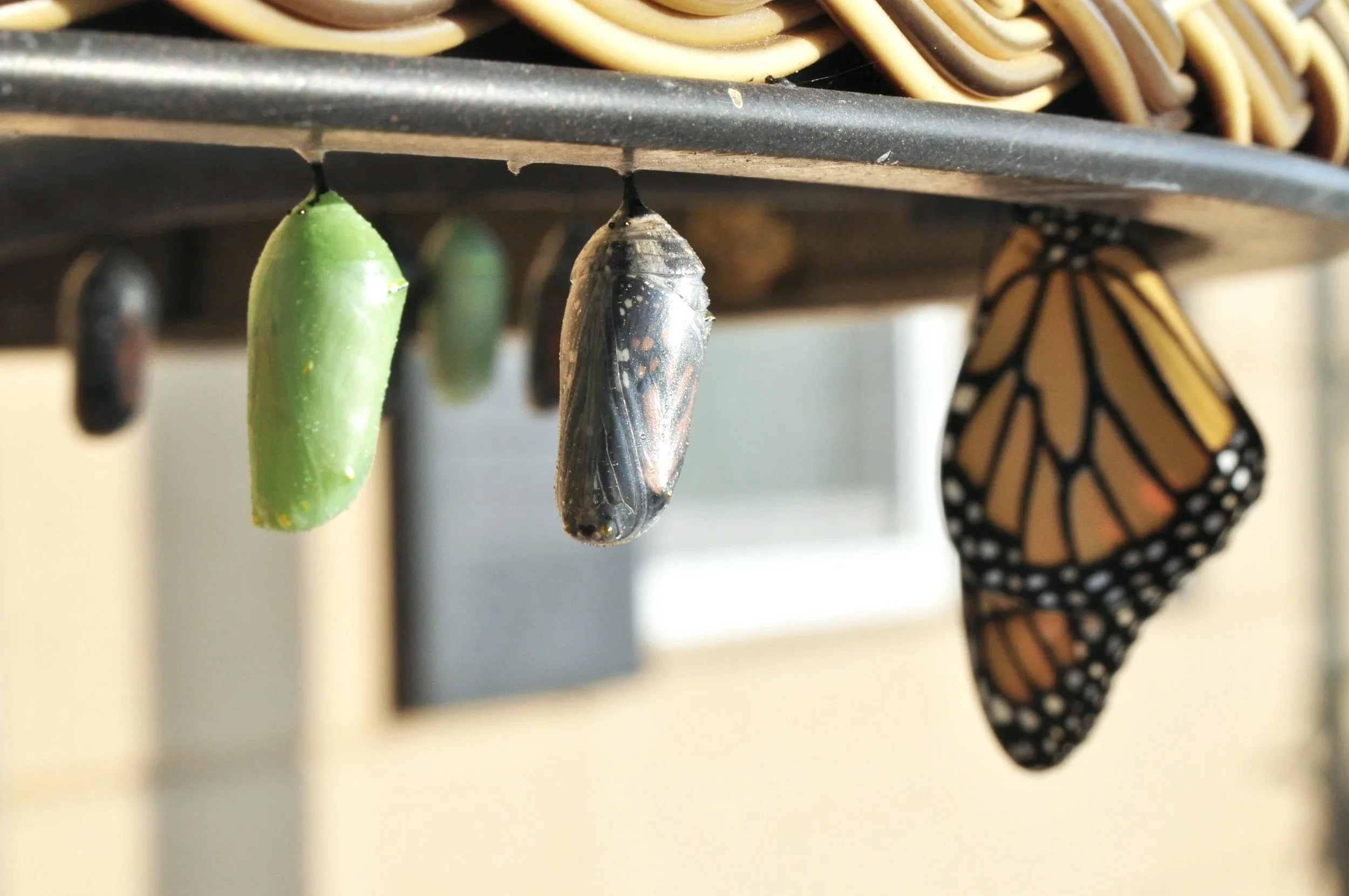 butterfly cocoon phases | emdr therapy intensive pittsburgh philly allentown erie reading