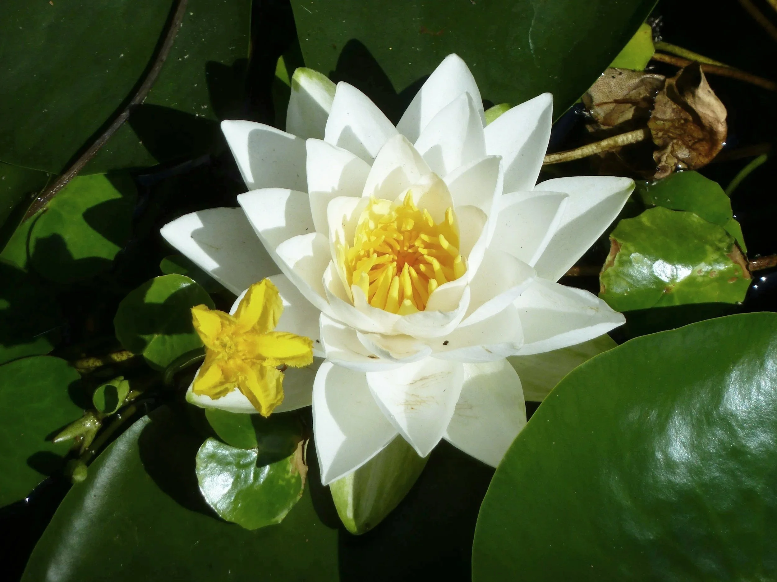 water lilies blooming | 90-minute emdr sessions | pennsylvania pittsburgh