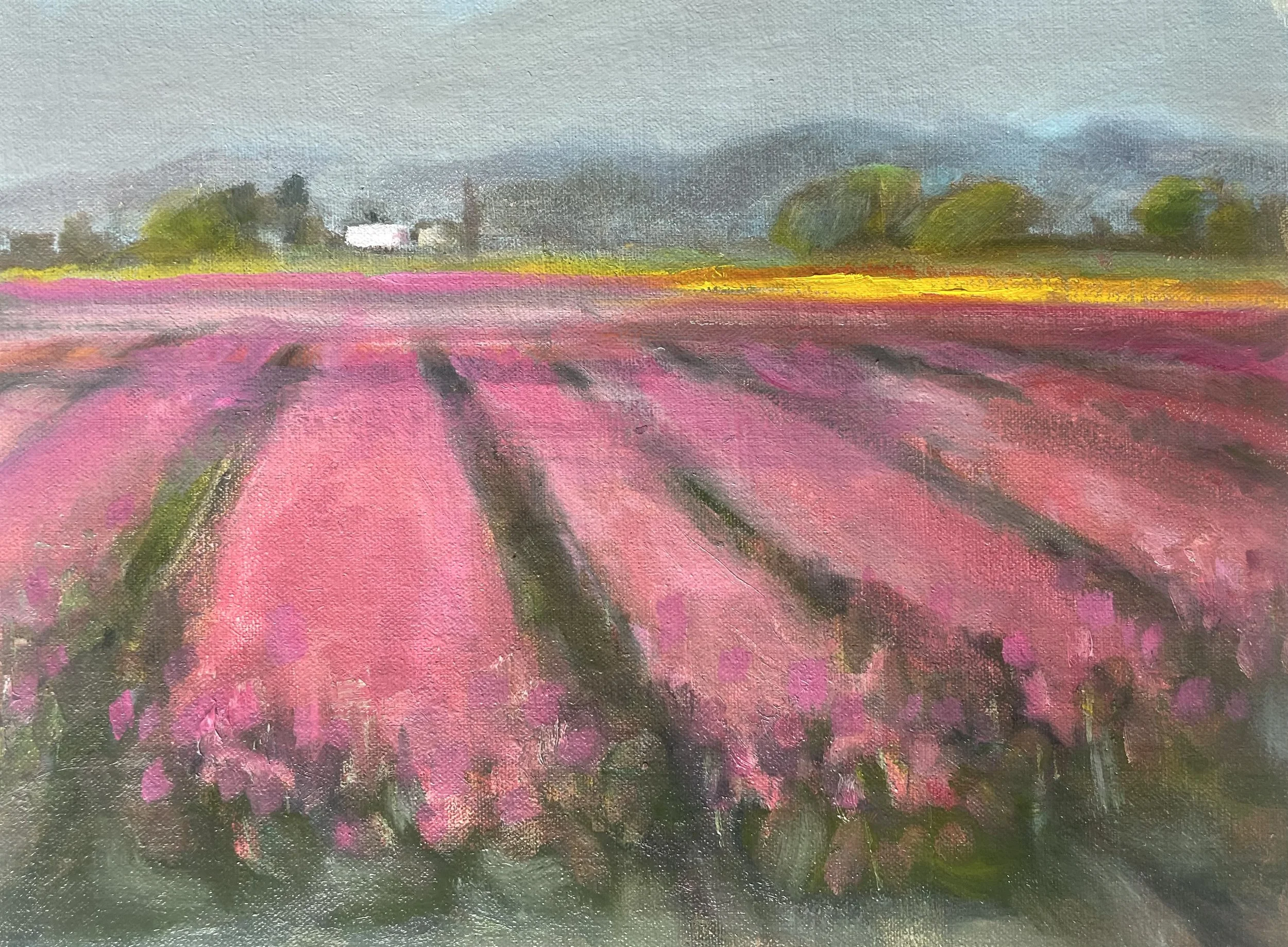 Tulip fields in the NW