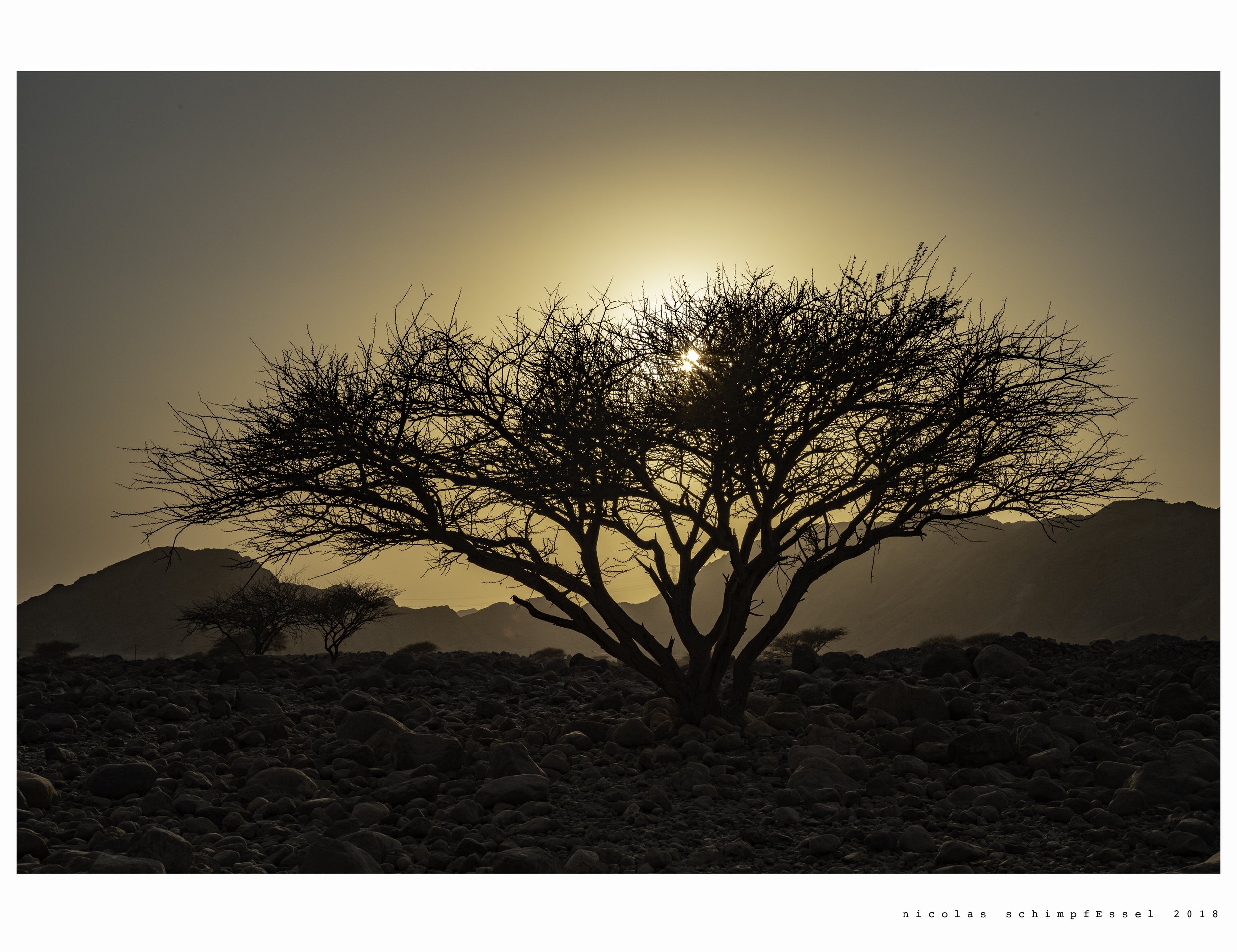 Tree0005.jpg