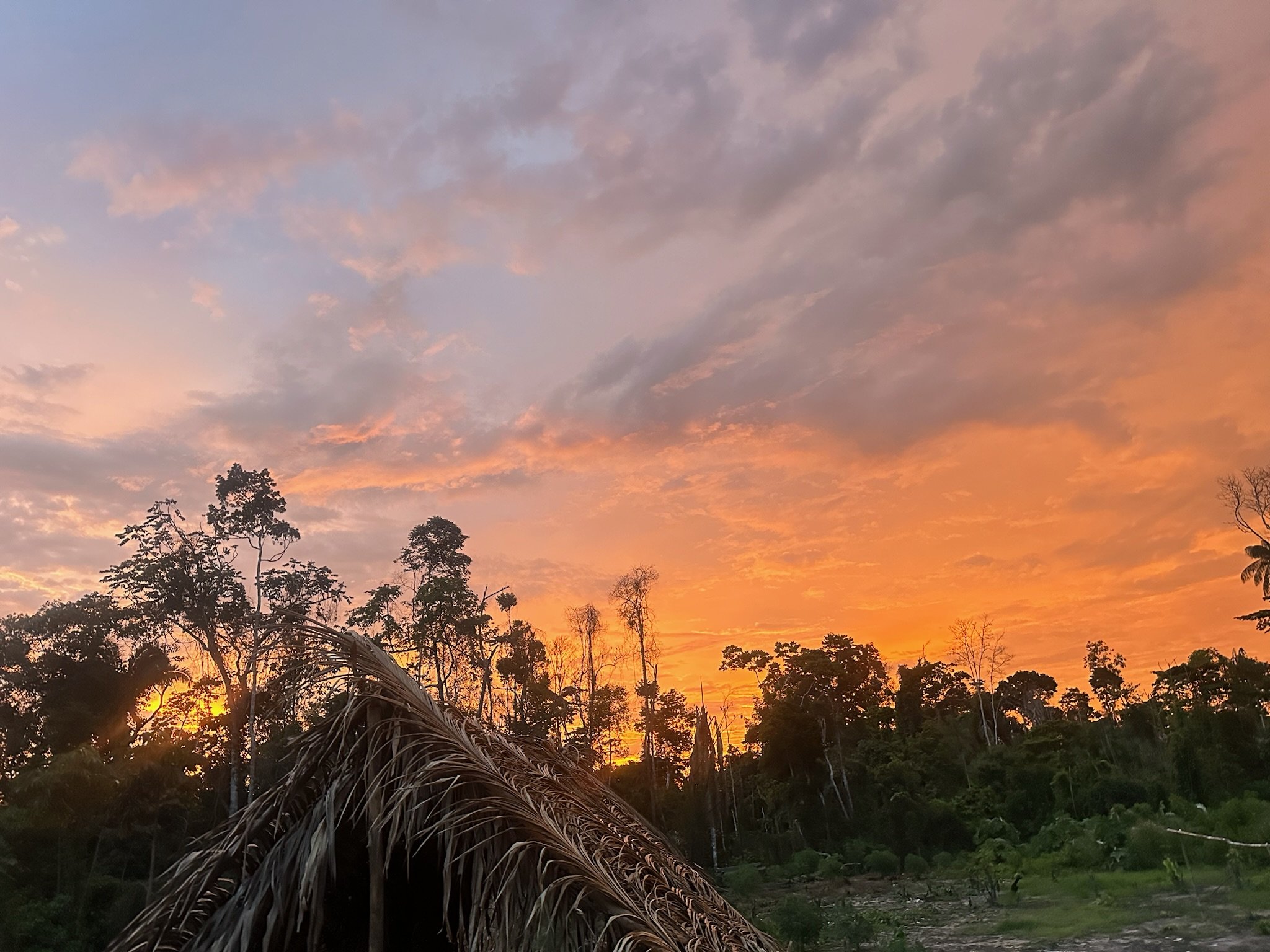 Céu ao entardecer com nuvens cor de rosa e laranja, árvores de floresta ao fundo, e uma folha de palha caída no chão na frente.