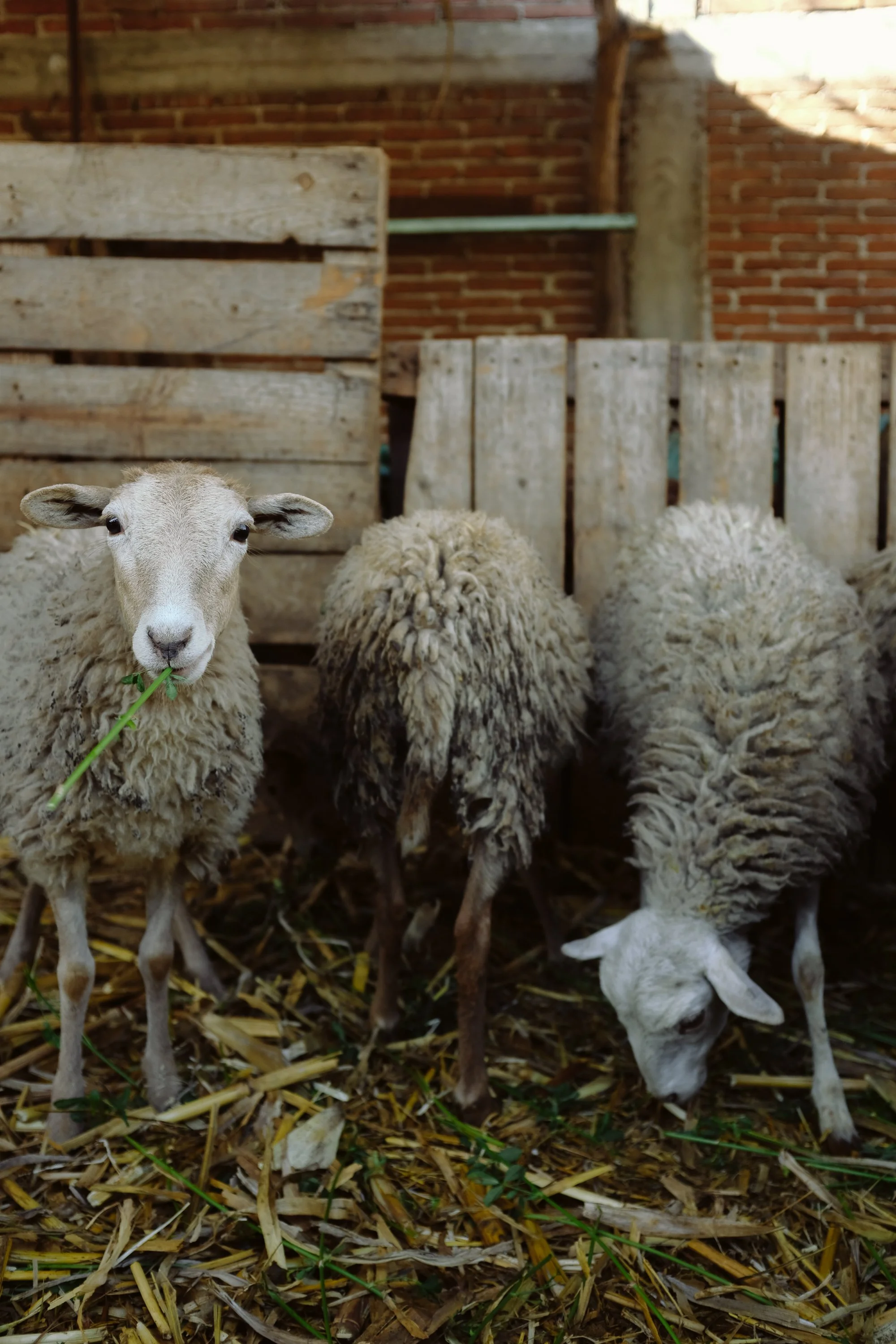 Oaxaca: Weaving Immersion