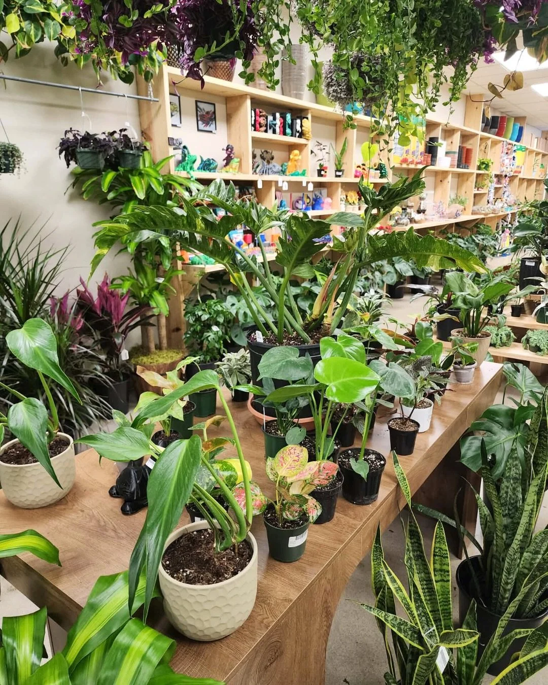 ⬇️ I have to tell you about this new plant shop in Noblesville, Indiana! Love it! 

When I heard that Rustic Roots Shoppe was opening on January 5th, I knew I had to check it out. I love plant shops, and finding a new one always gets me so excited!

