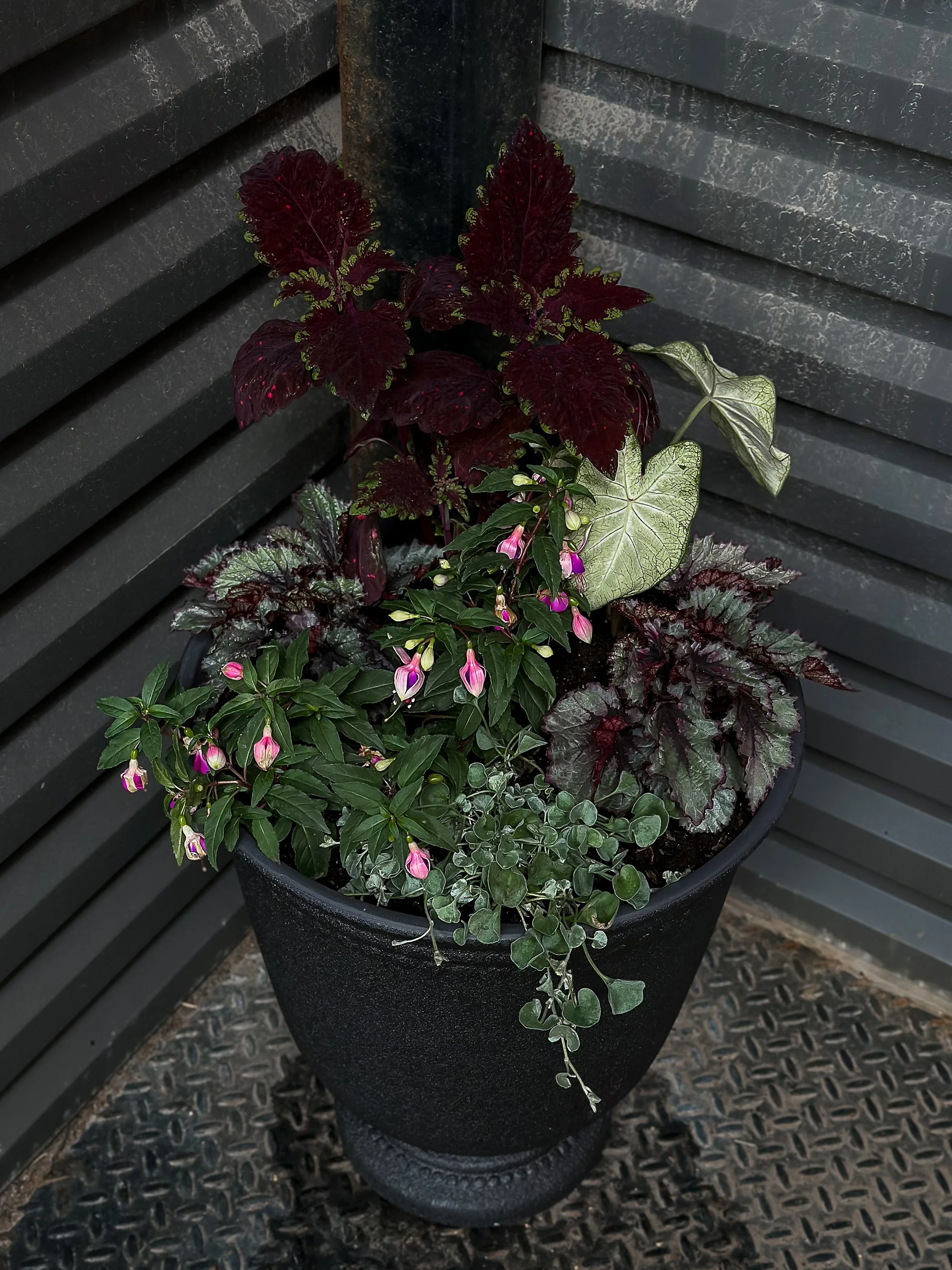 shaded summer container ideas.jpg