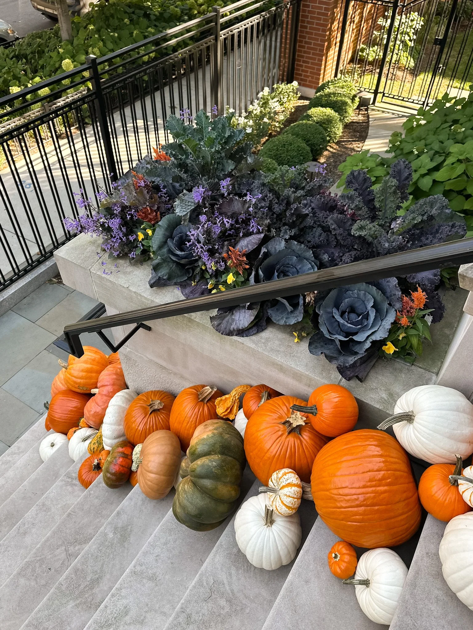 chicago pumpkin displays.jpg