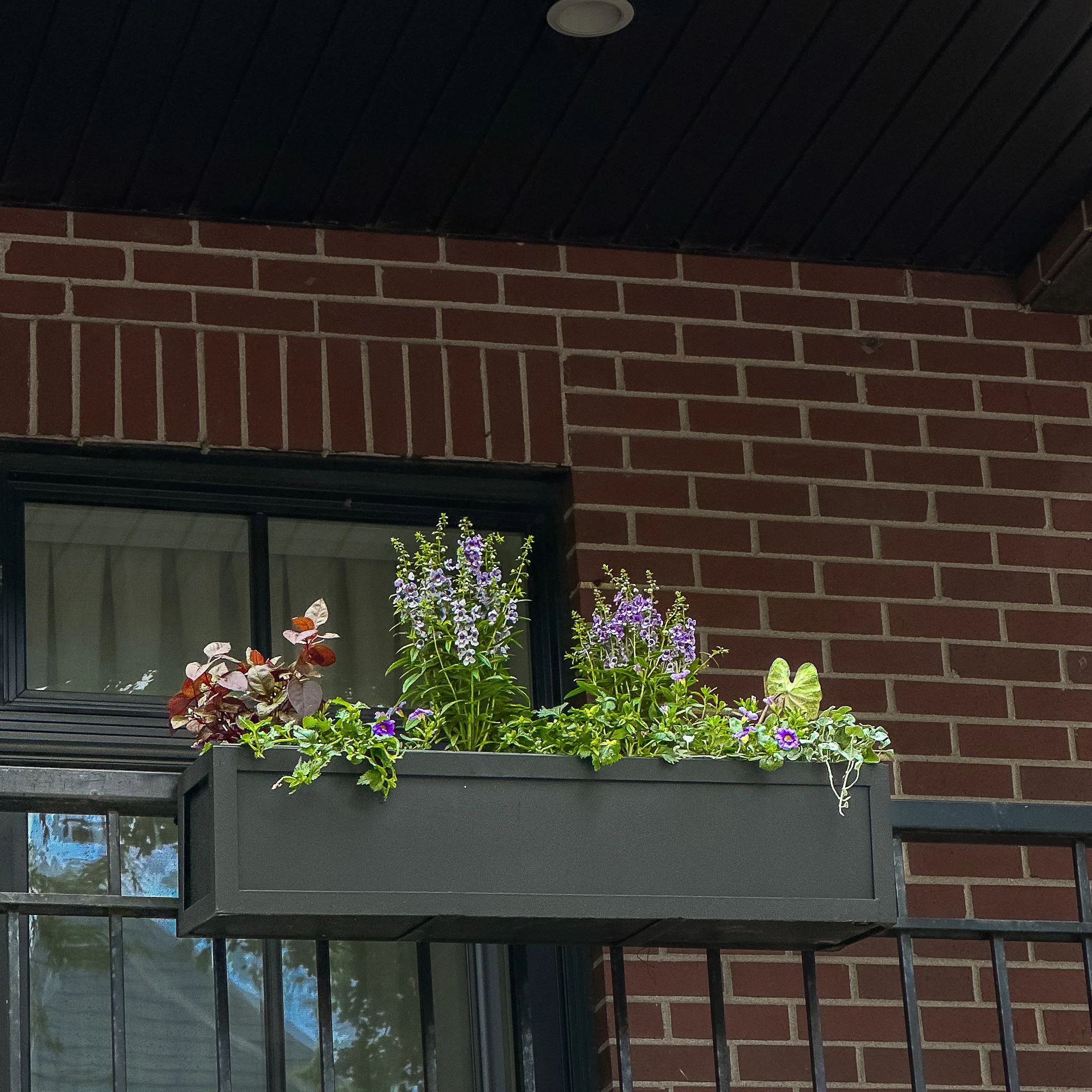 gold coast stoops window boxes.jpg