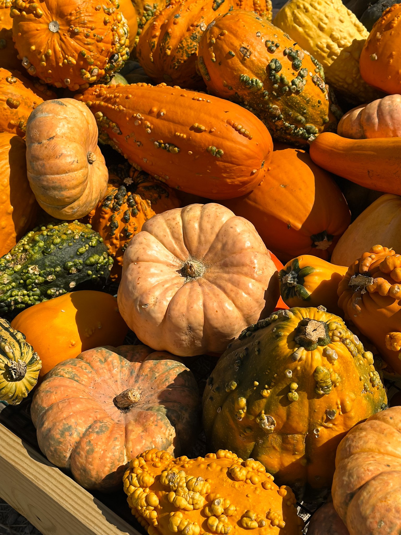 Specialty Pumpkin Add-On