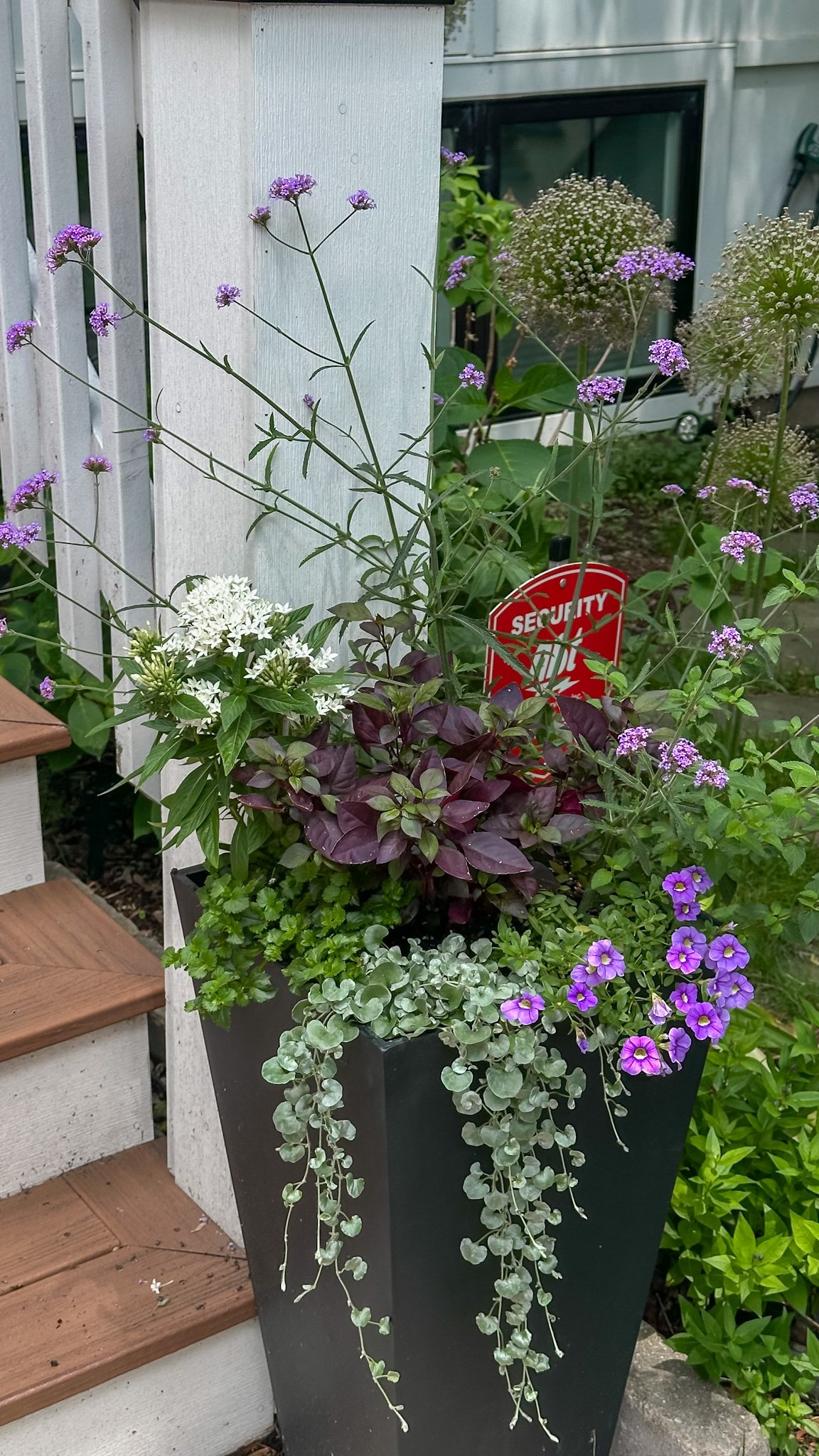 chicago container gardener summer planter.jpg