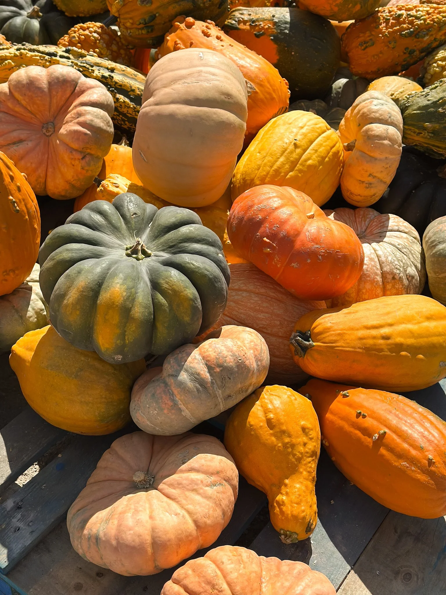 heirloom pumpkins chicago.jpg