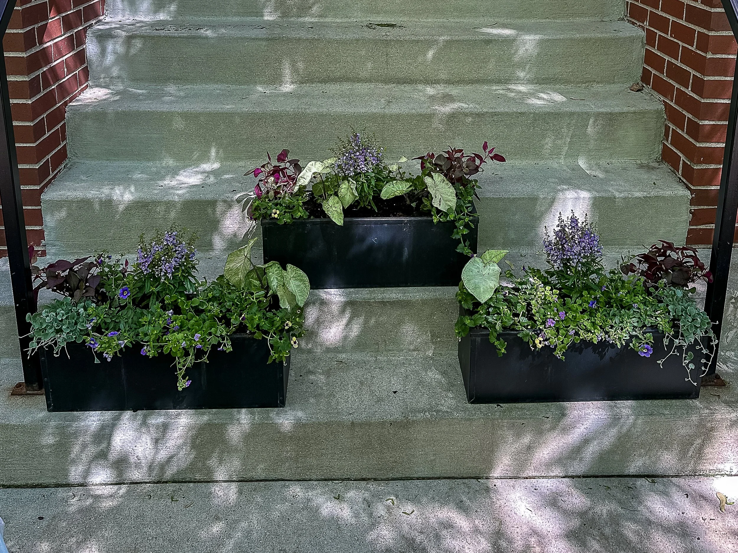 summer window boxes chicago.jpg
