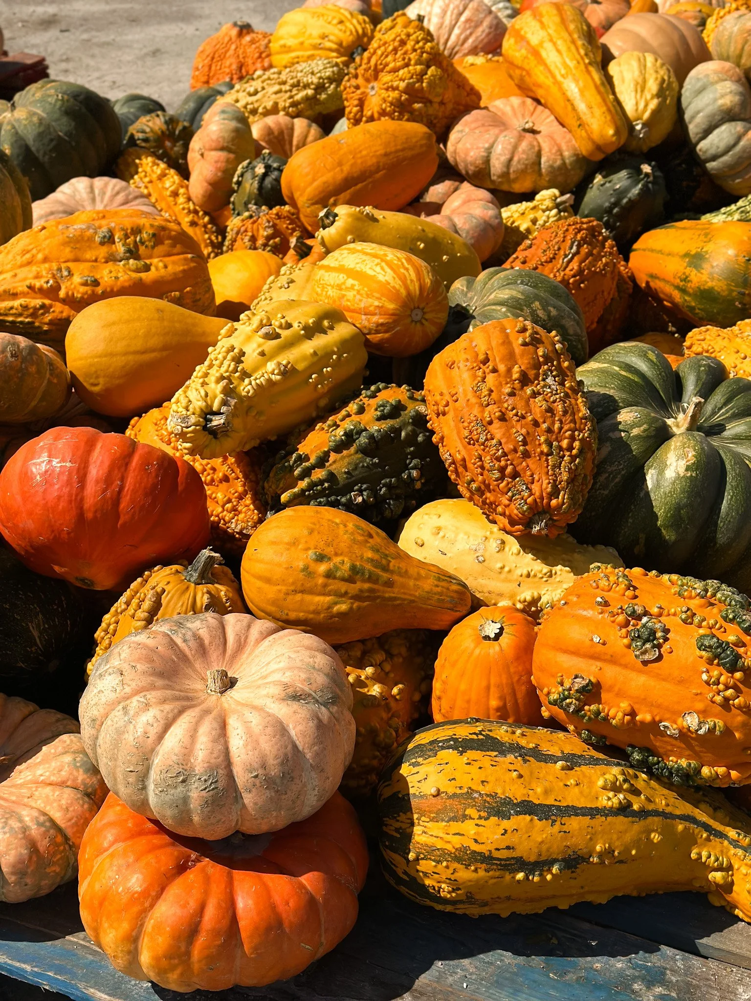 specialty pumpkins chicago.jpg