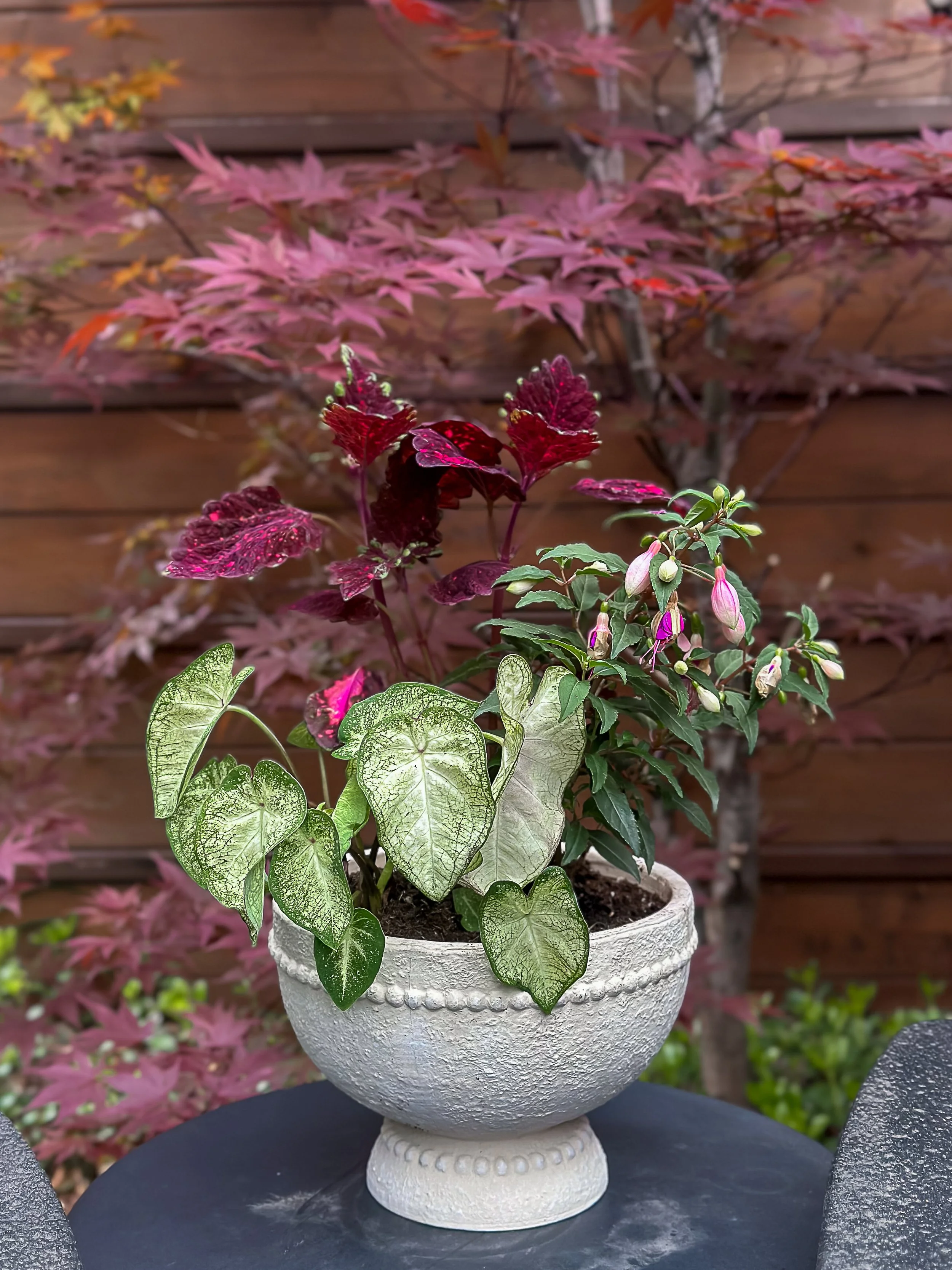 Summer Pots & Containers