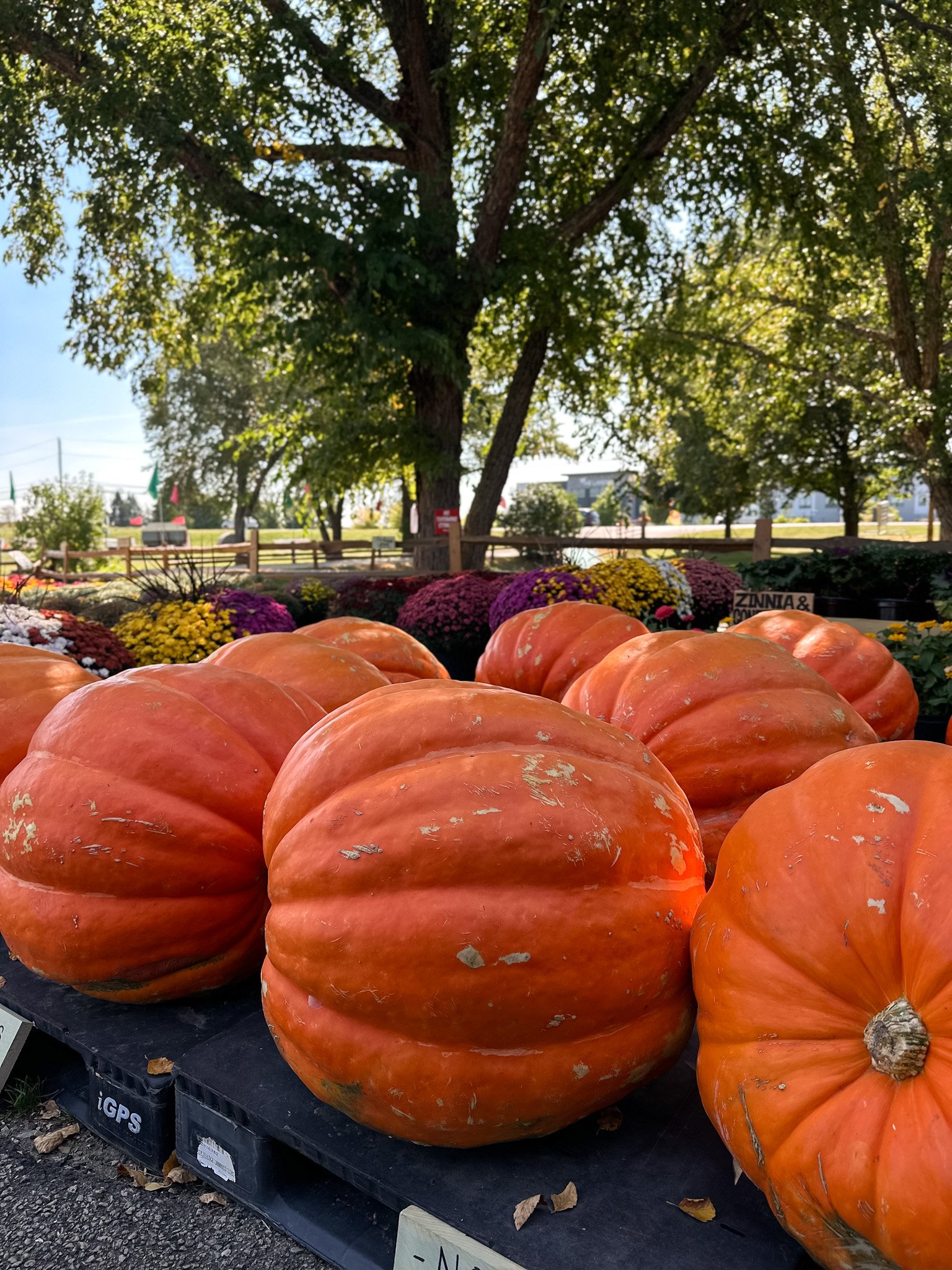 Grand Prize Pumpkin | 75+ lbs