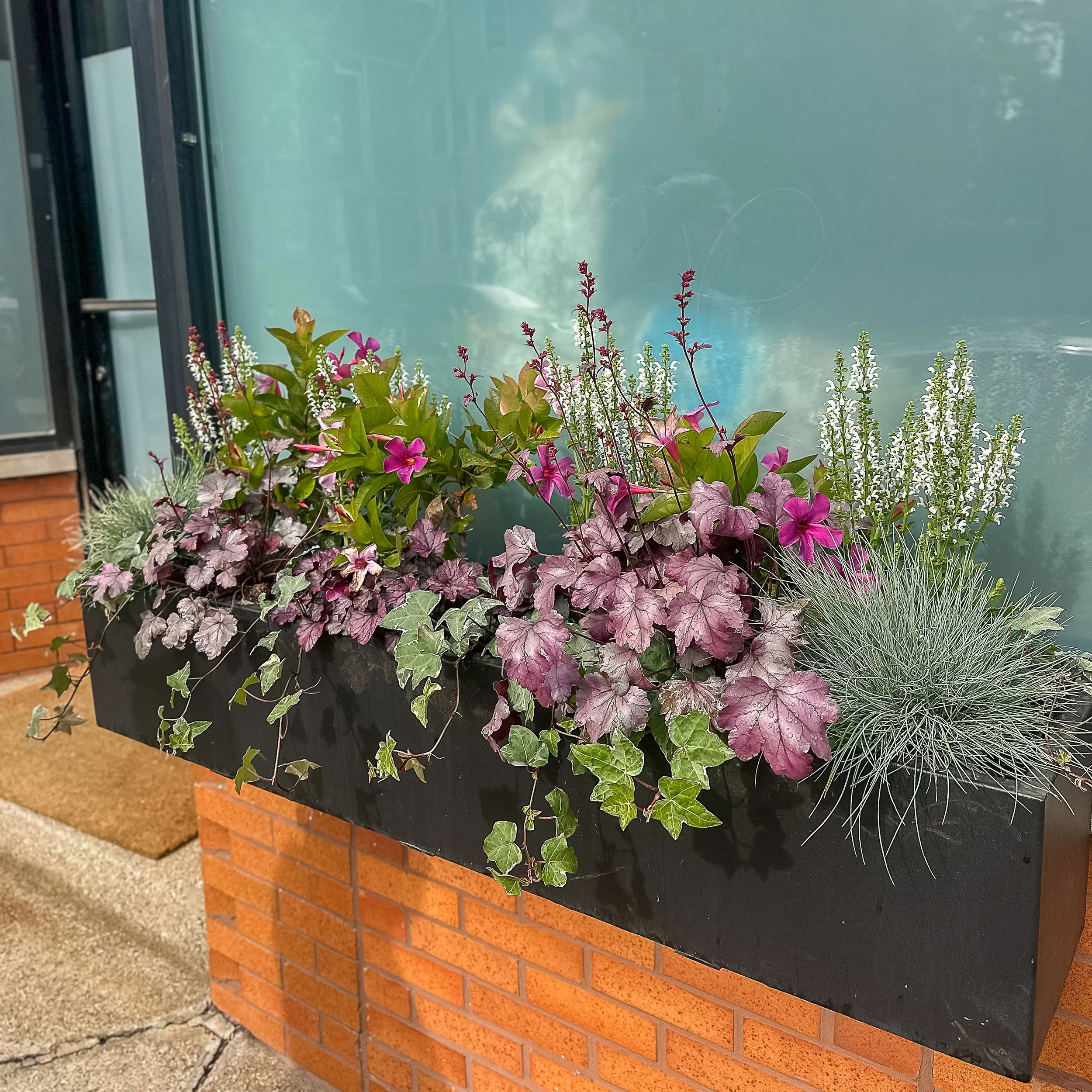 Summer Window Boxes